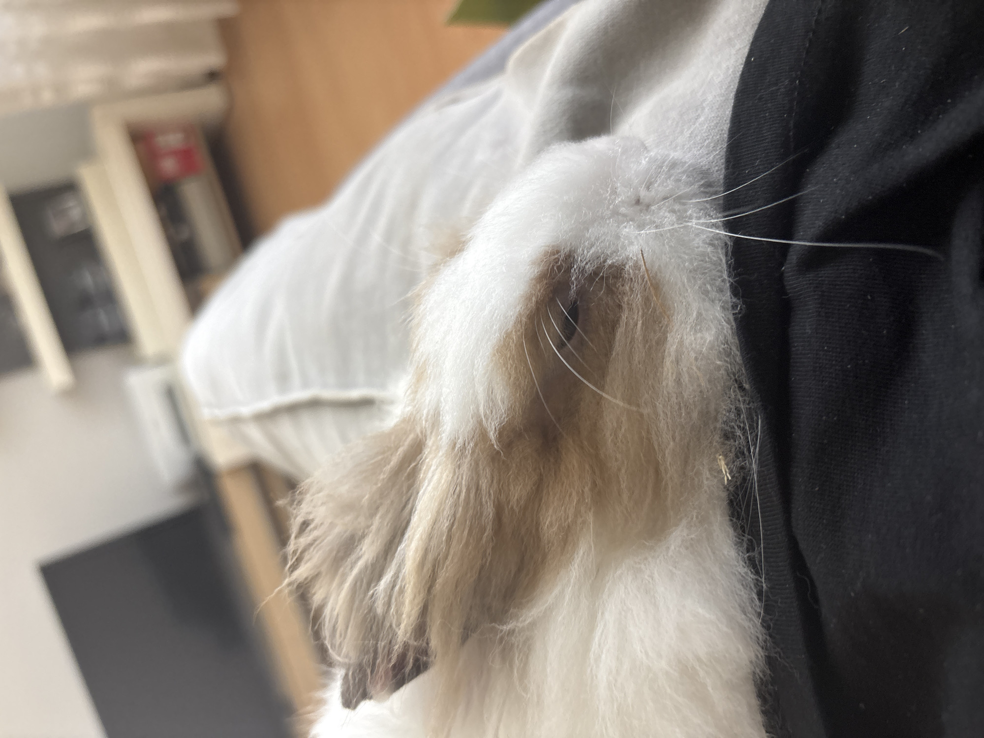 Person pets fluffy rabbit indoors in Sofia, Bulgaria