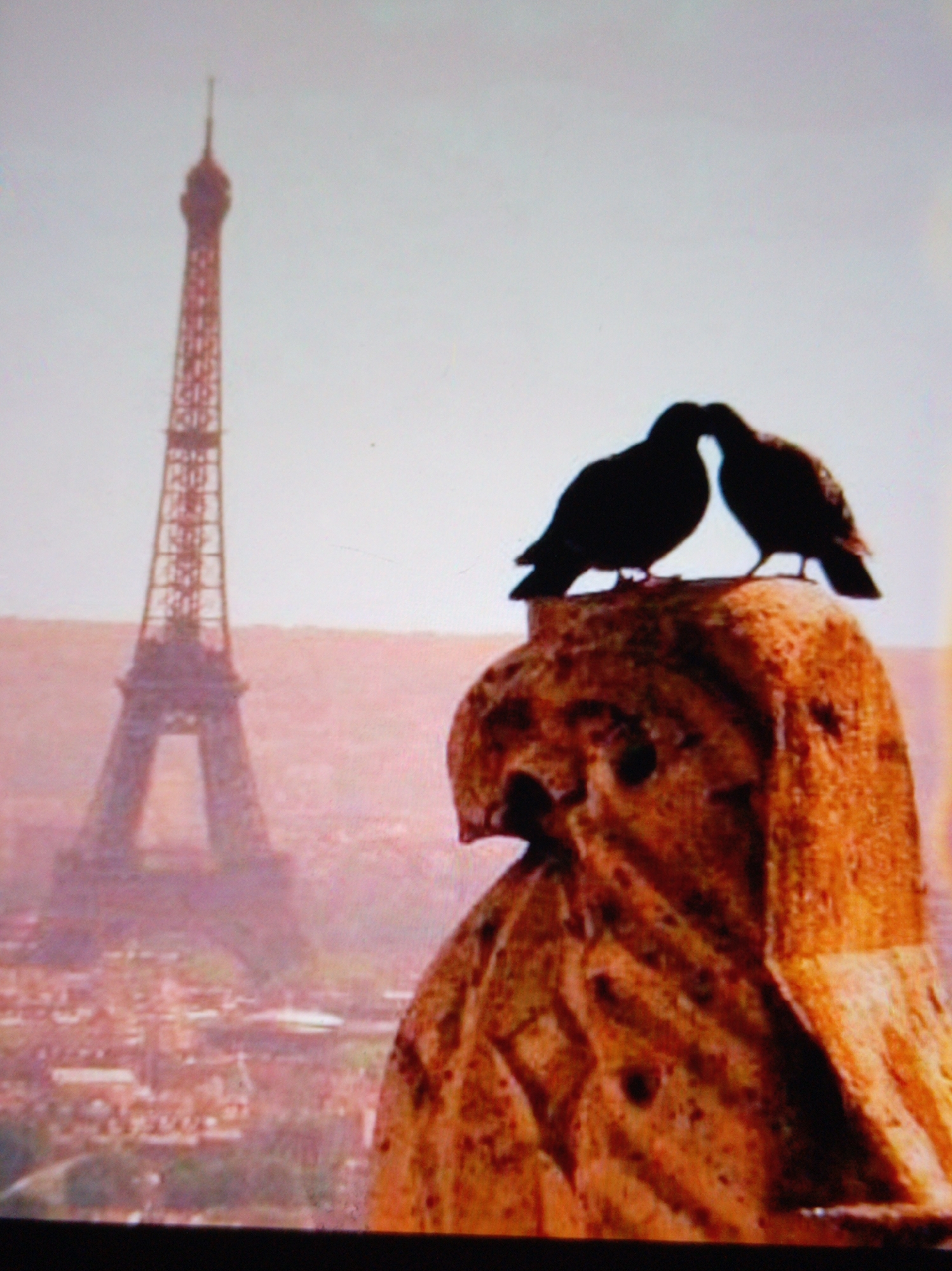 Urban nature scenes captured: pigeons, roses, small bird