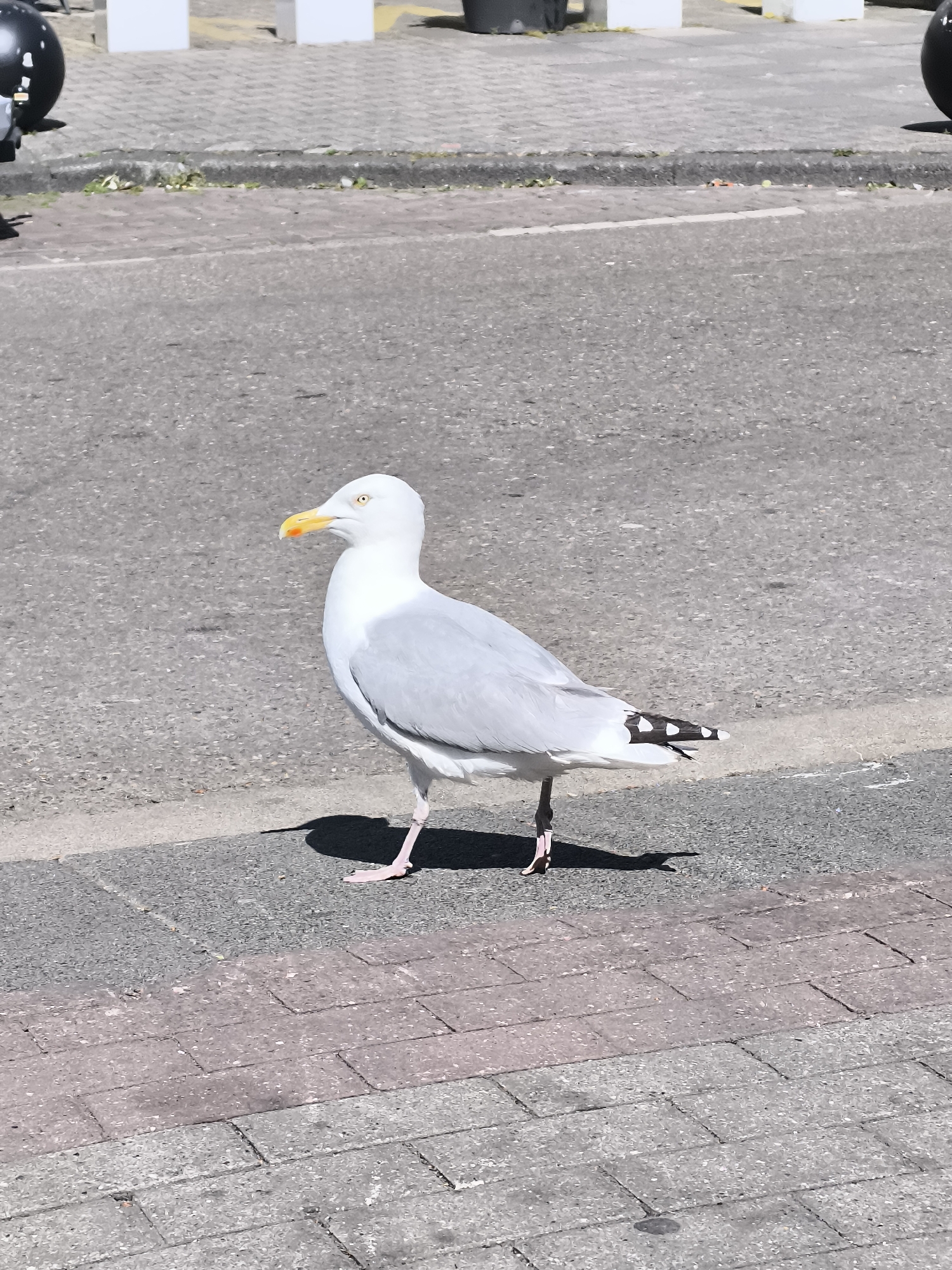 Seagull spotted on brick street in Beverwijk