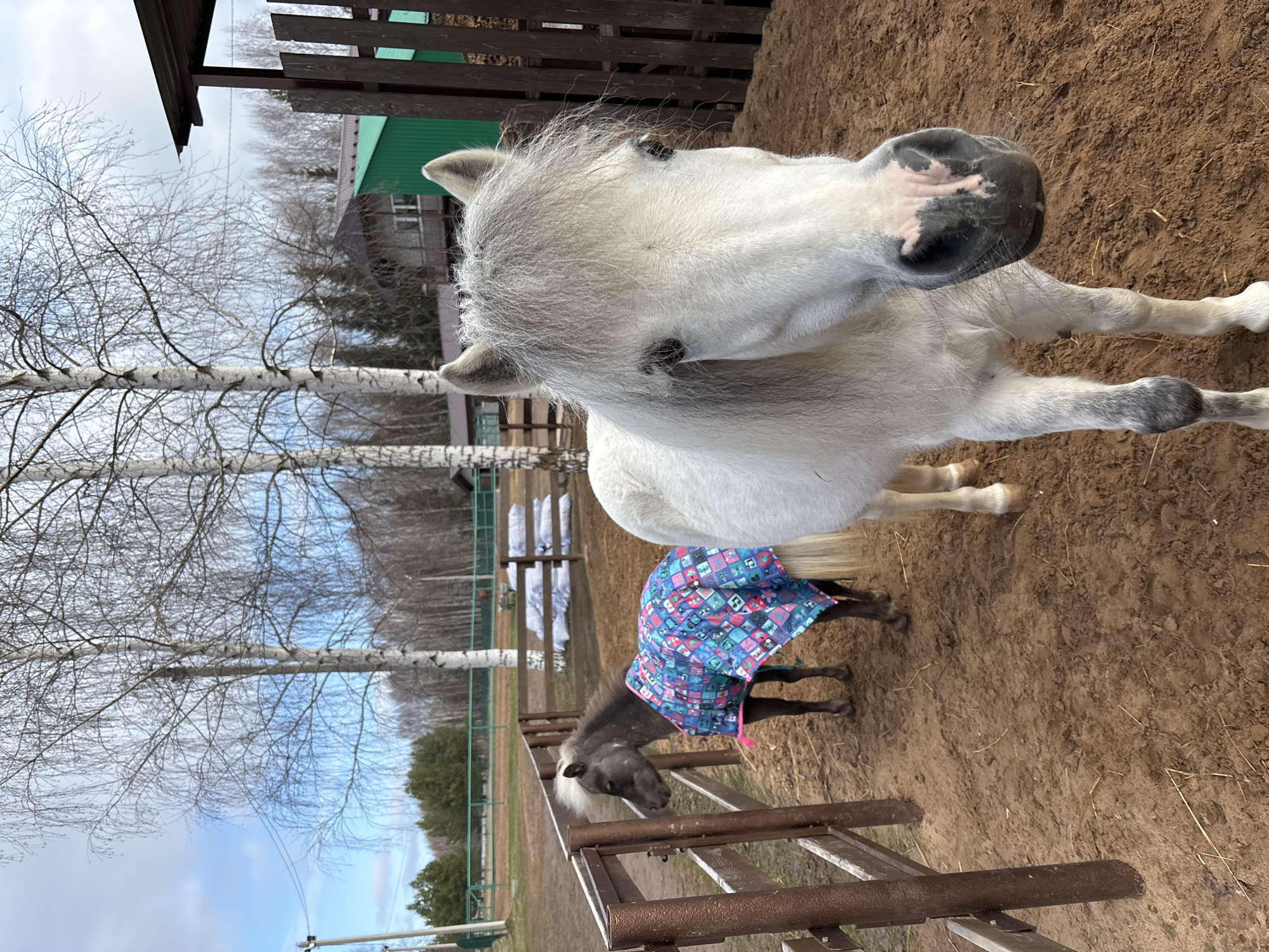 Miniature horses photographed during casual visit in rural Russia