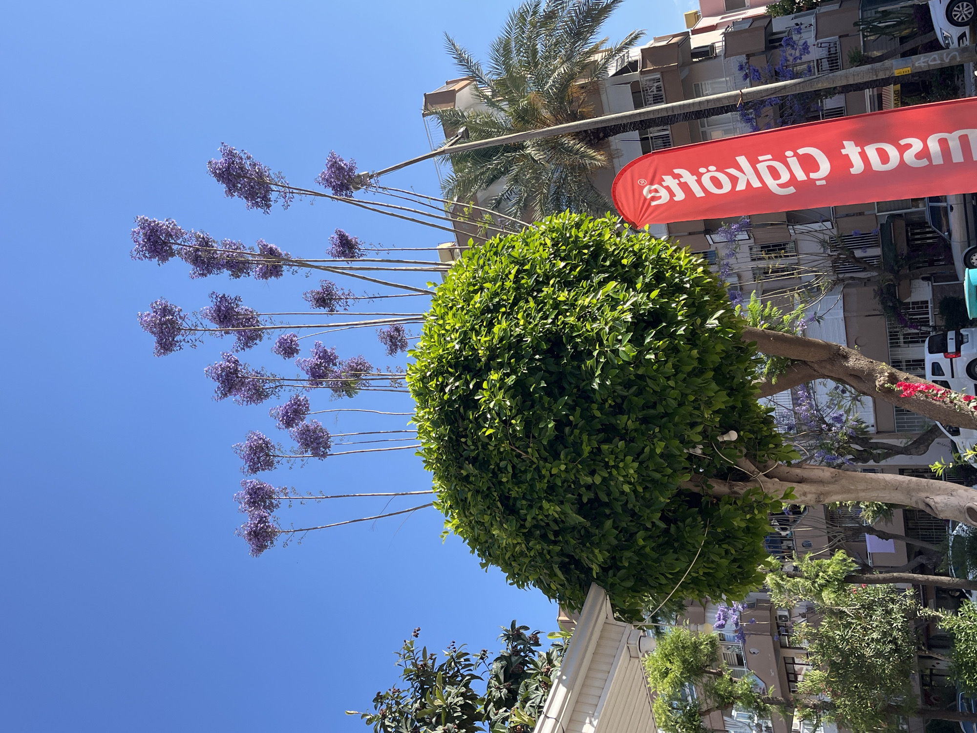 Morning moments captured in blooming Alanya: cats, coffee, flowers