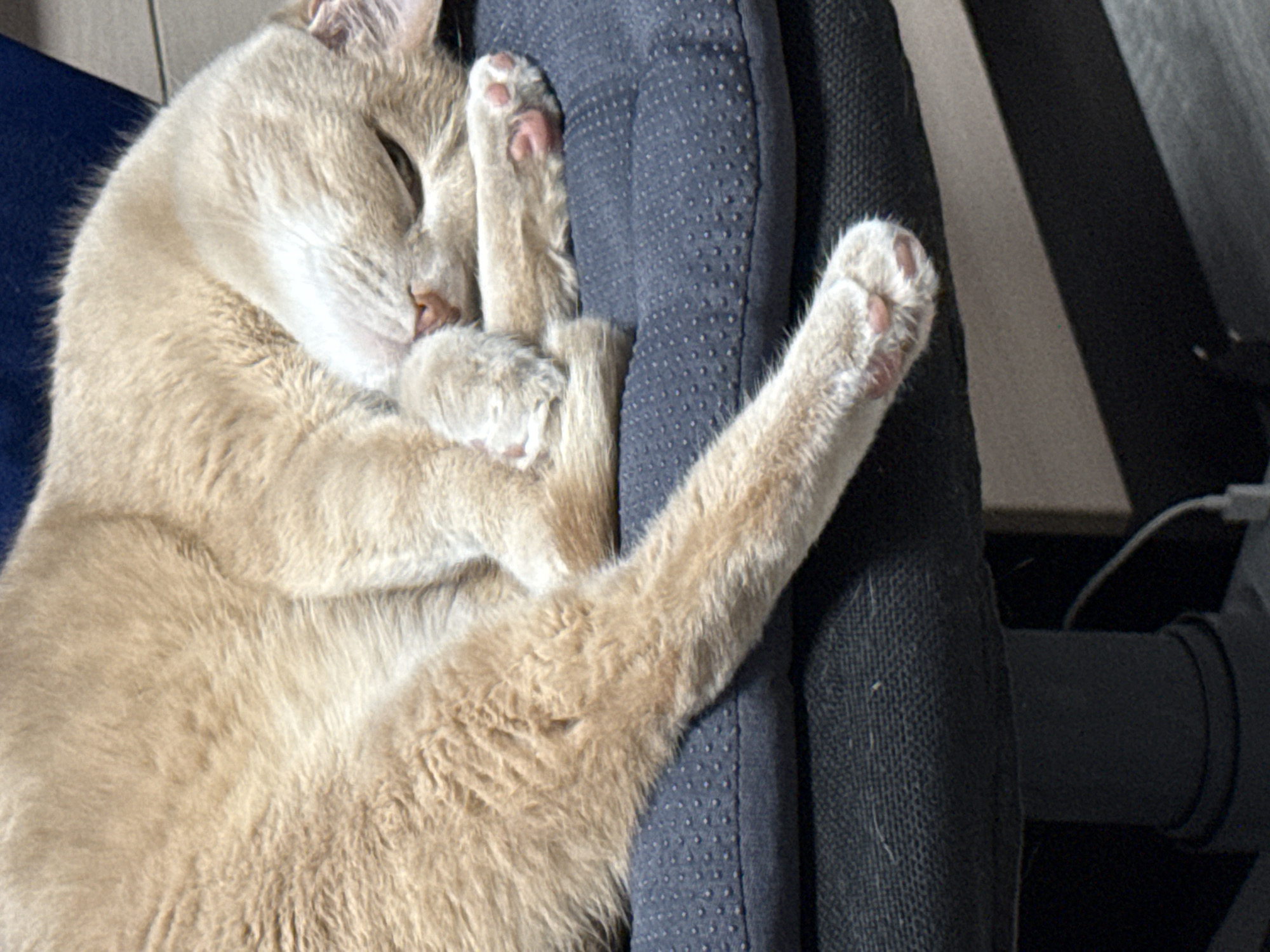 Domestic cat scenes documented in Chaikovsky, Russia home