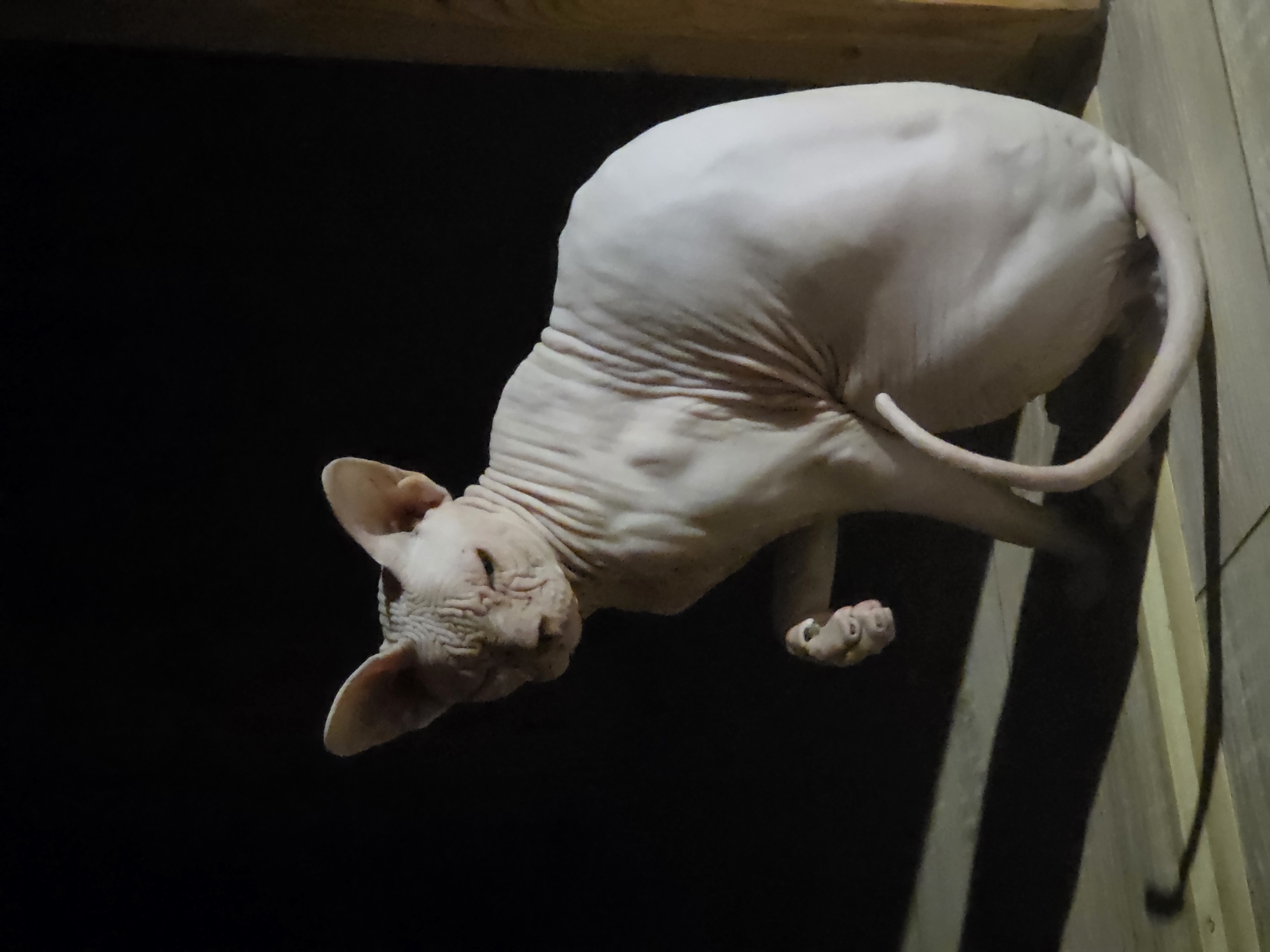 Sphynx cat chills on wooden floor in Frolovo, Russia