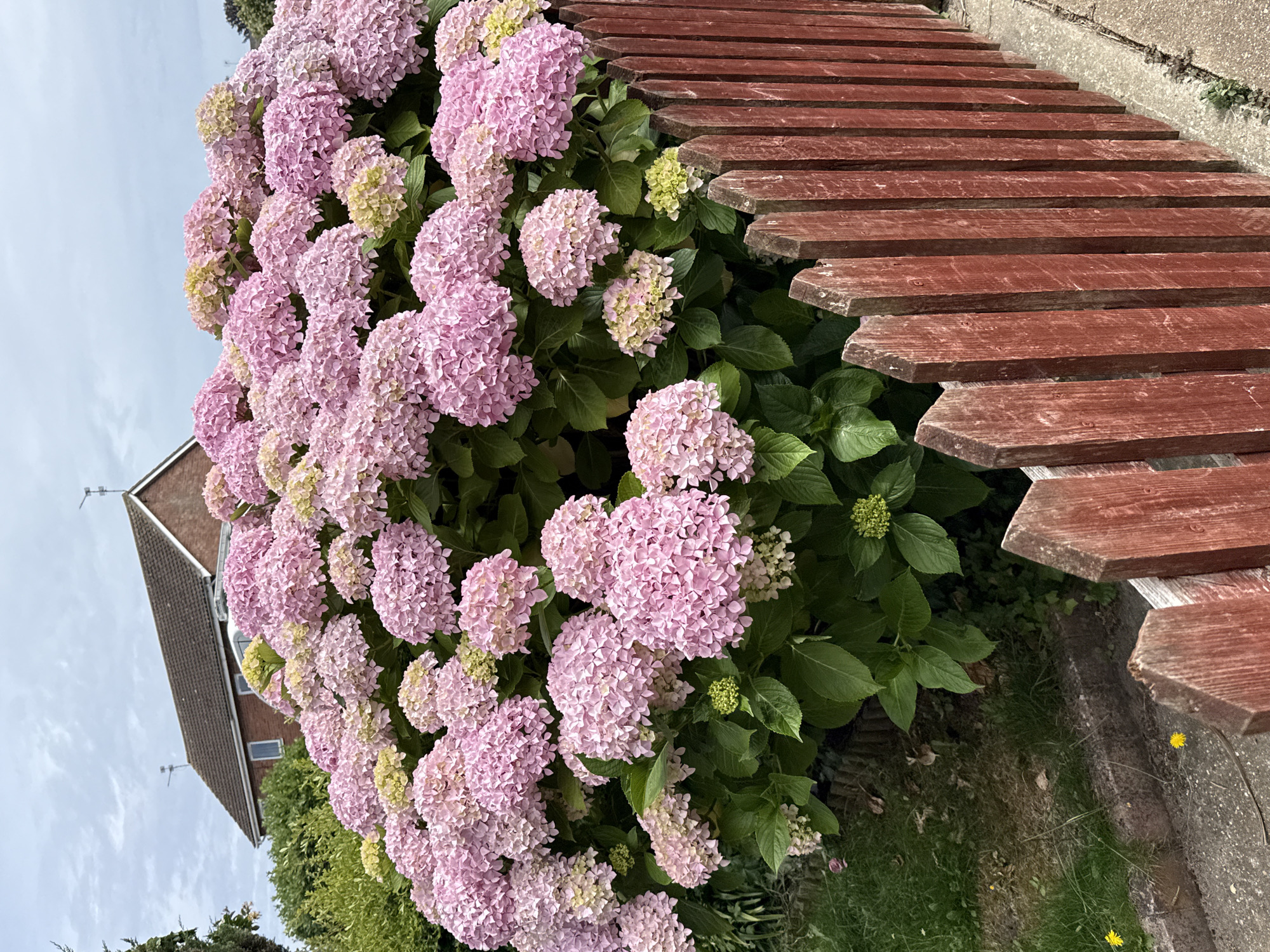 Pastel-painted wall and blooming hydrangeas in Great Yarmouth