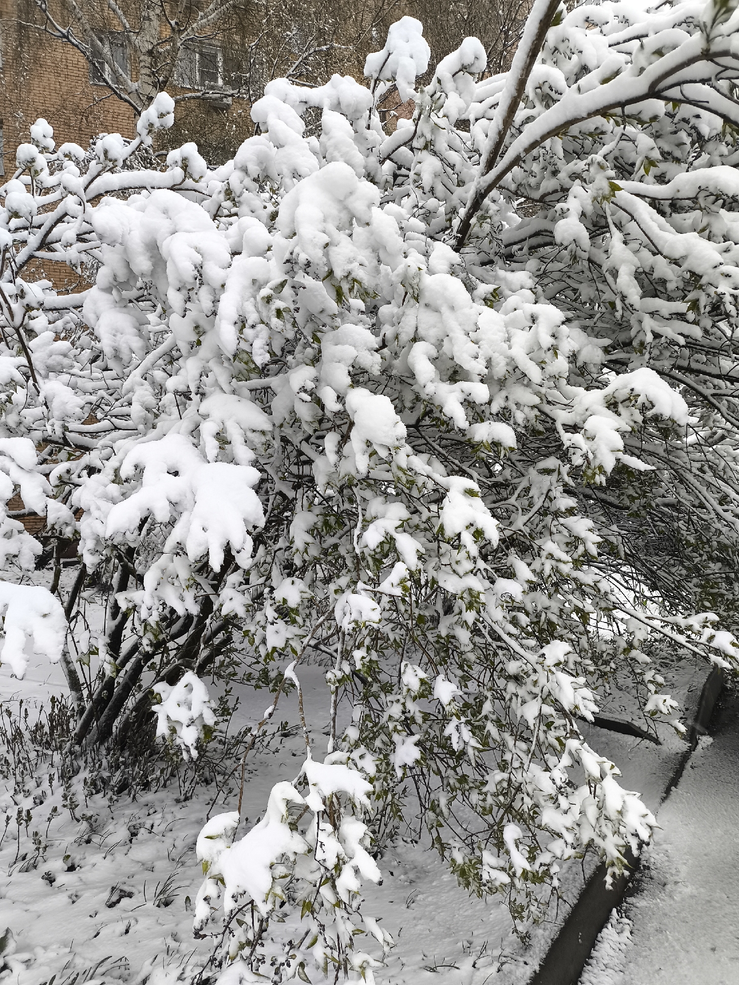 Late spring snow surprises Moscow suburb residents