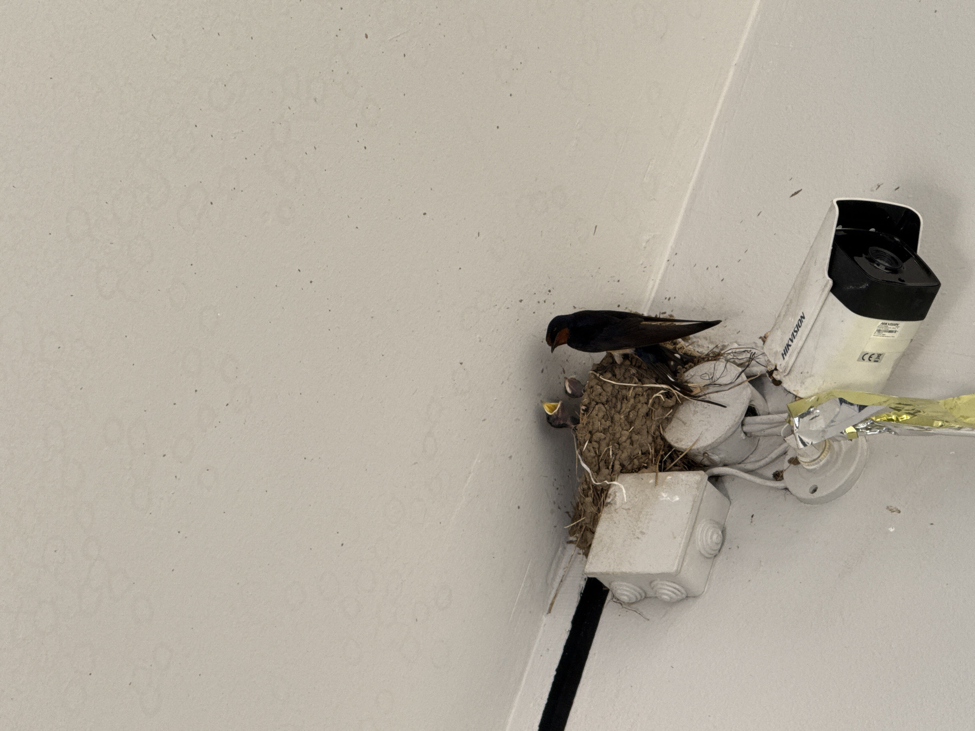 Baby birds nesting beside a security camera, mouths open wide.