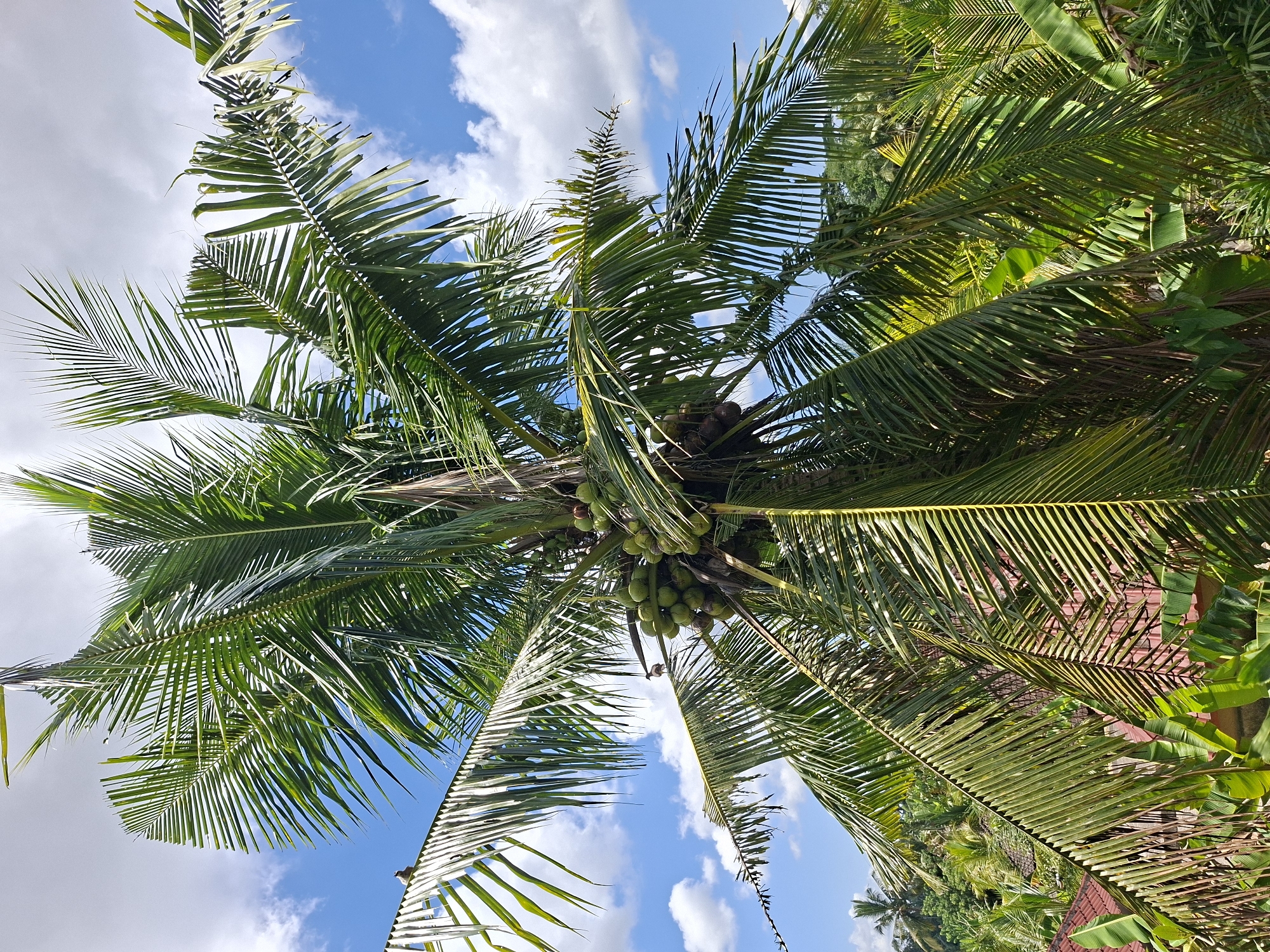 Early morning photography walk captures rural Ubud landscapes