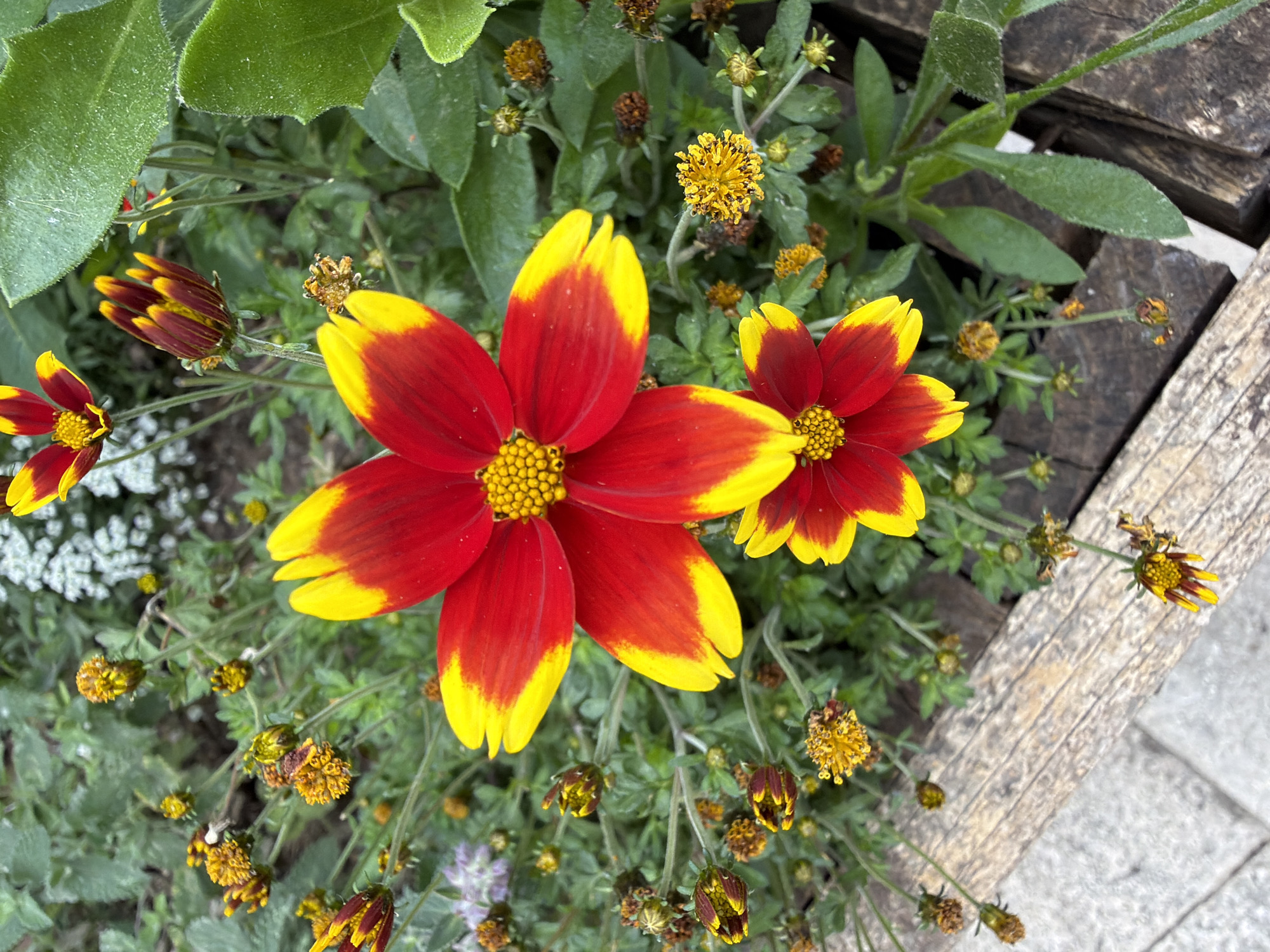 Spring flowers bloom in Barcelona street planters