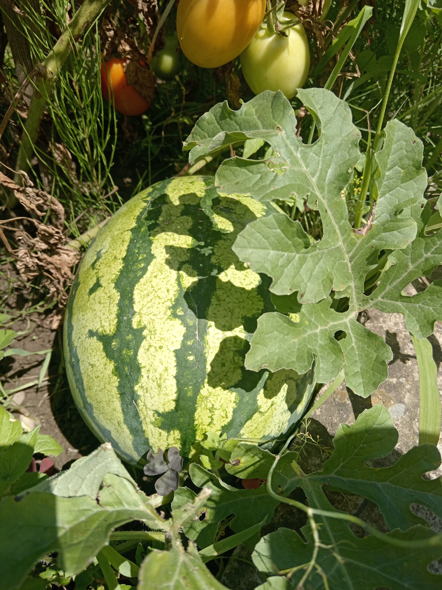 Summer garden life and a resting dog in rural Russia