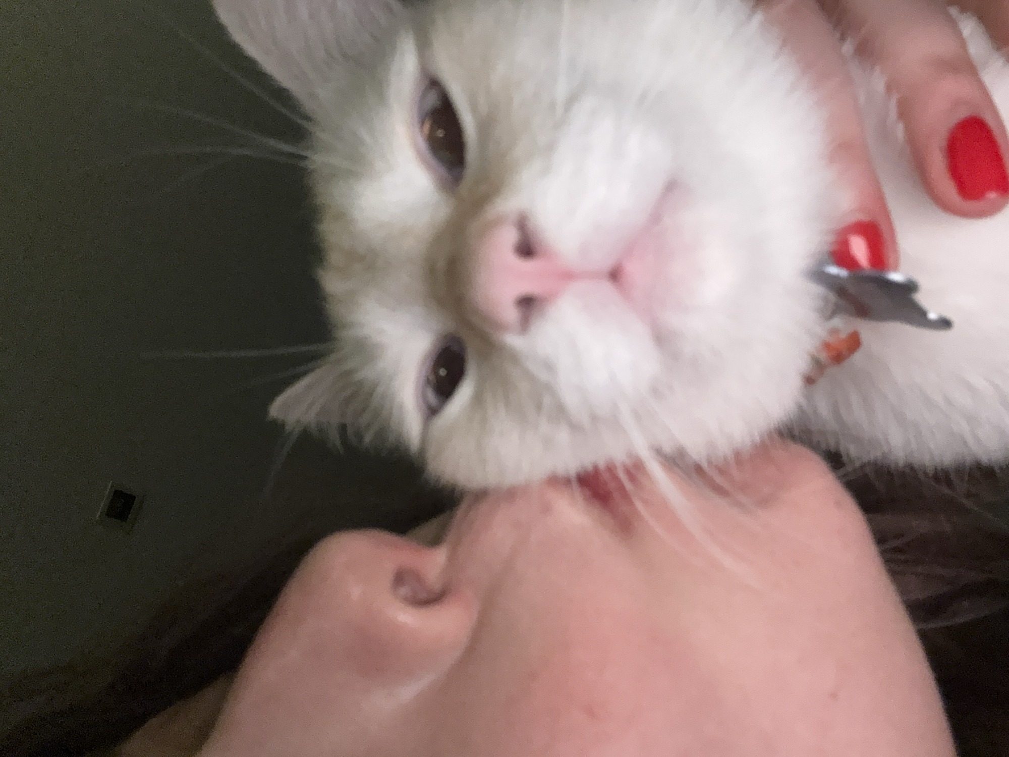 Person shares tender moment with white cat in Mexico City