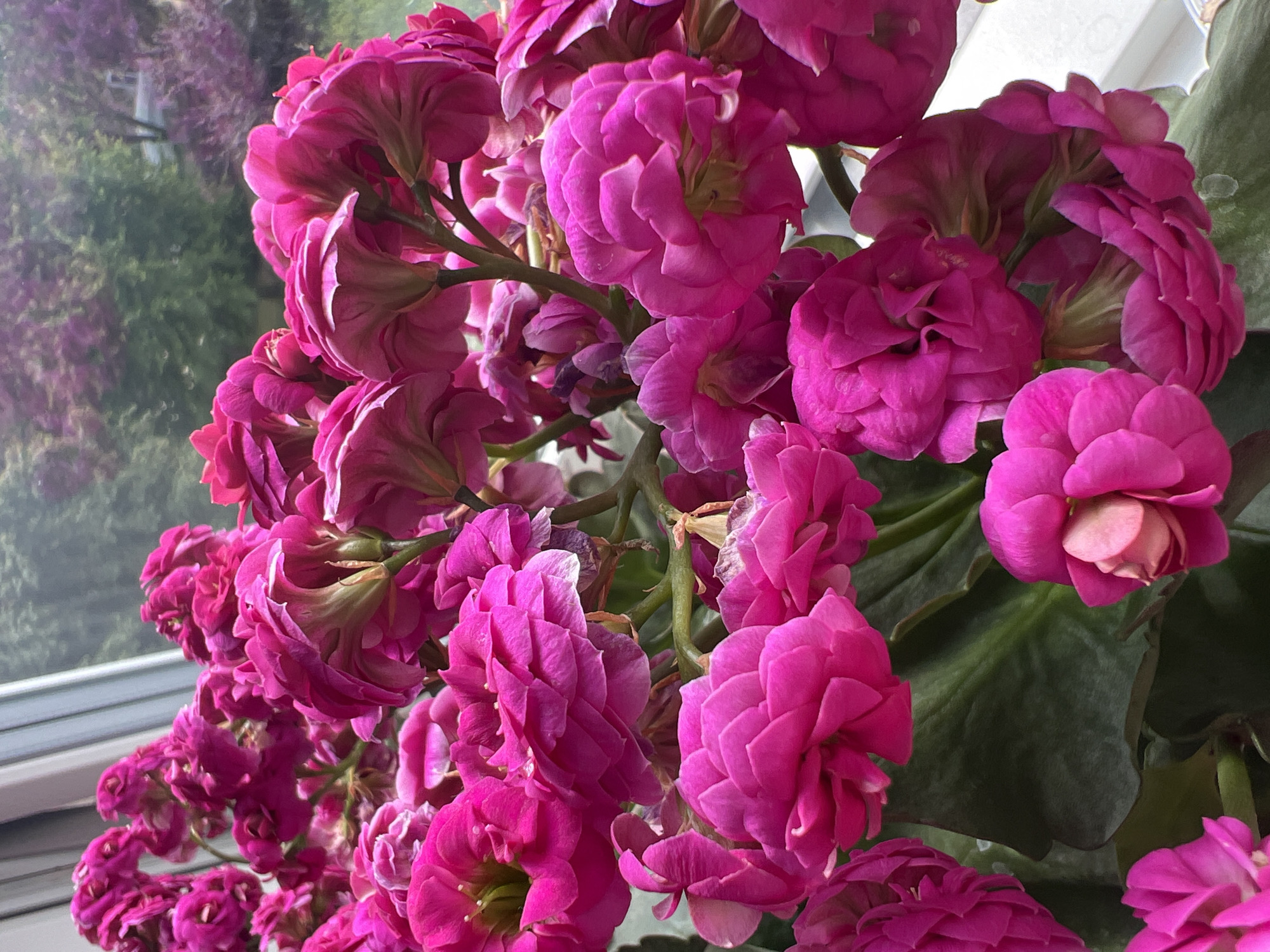 Flowers in bloom and decay, paintings, and cloudy skies in Ringsted