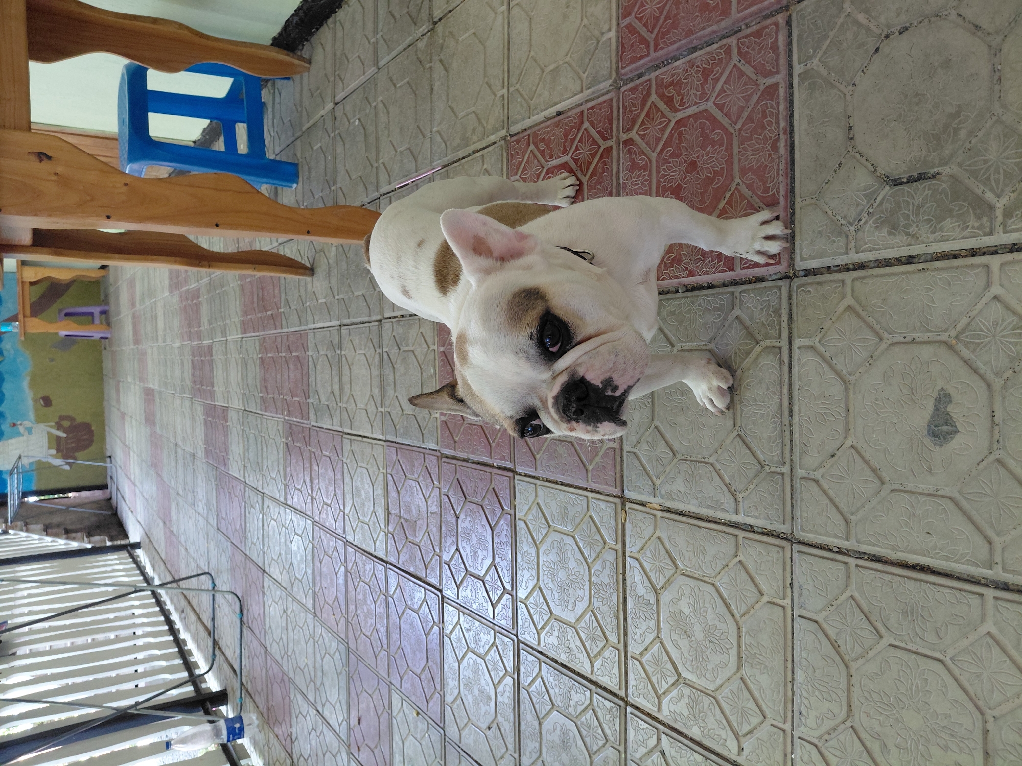 French bulldog afternoon at a lakeside spot in Ақші