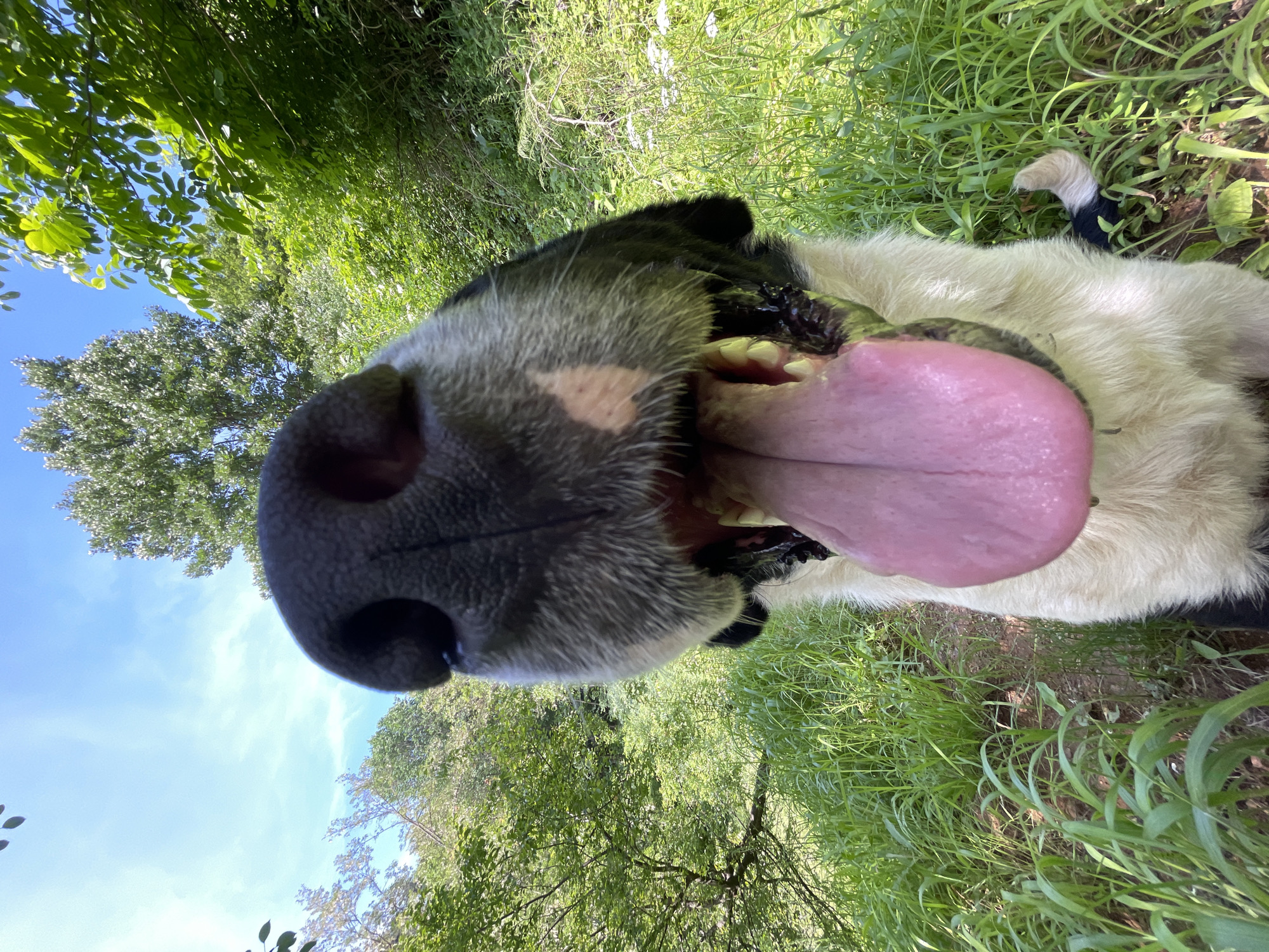 Rural animals documented in Zlatograd, Bulgaria countryside scenes