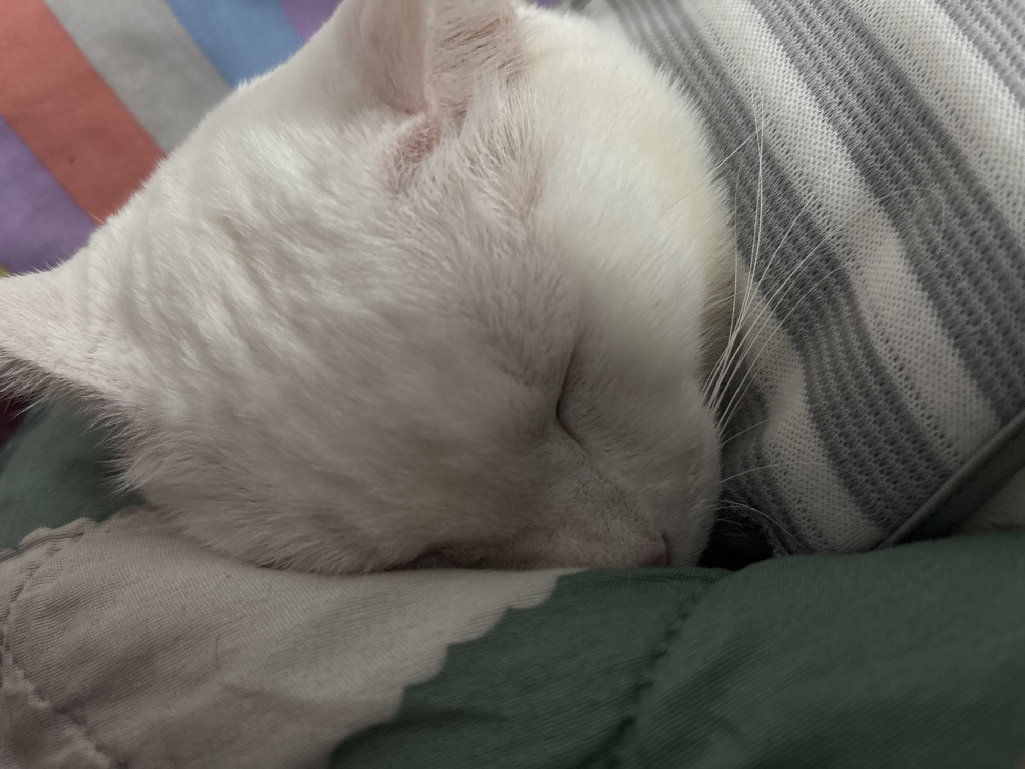 White cat in striped shirt sleeps peacefully in North Jakarta