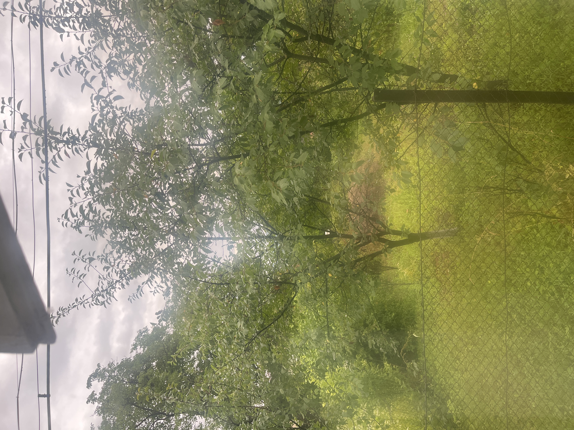 Quiet morning scenes around a residential yard in Velykyi Bychkiv