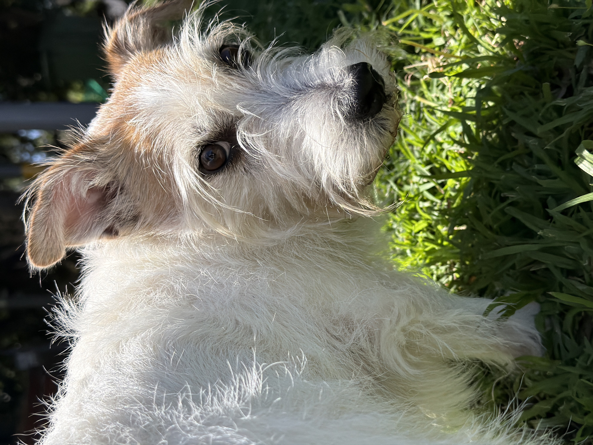Jack Russell Terrier photographed resting in grass in Bat Yam