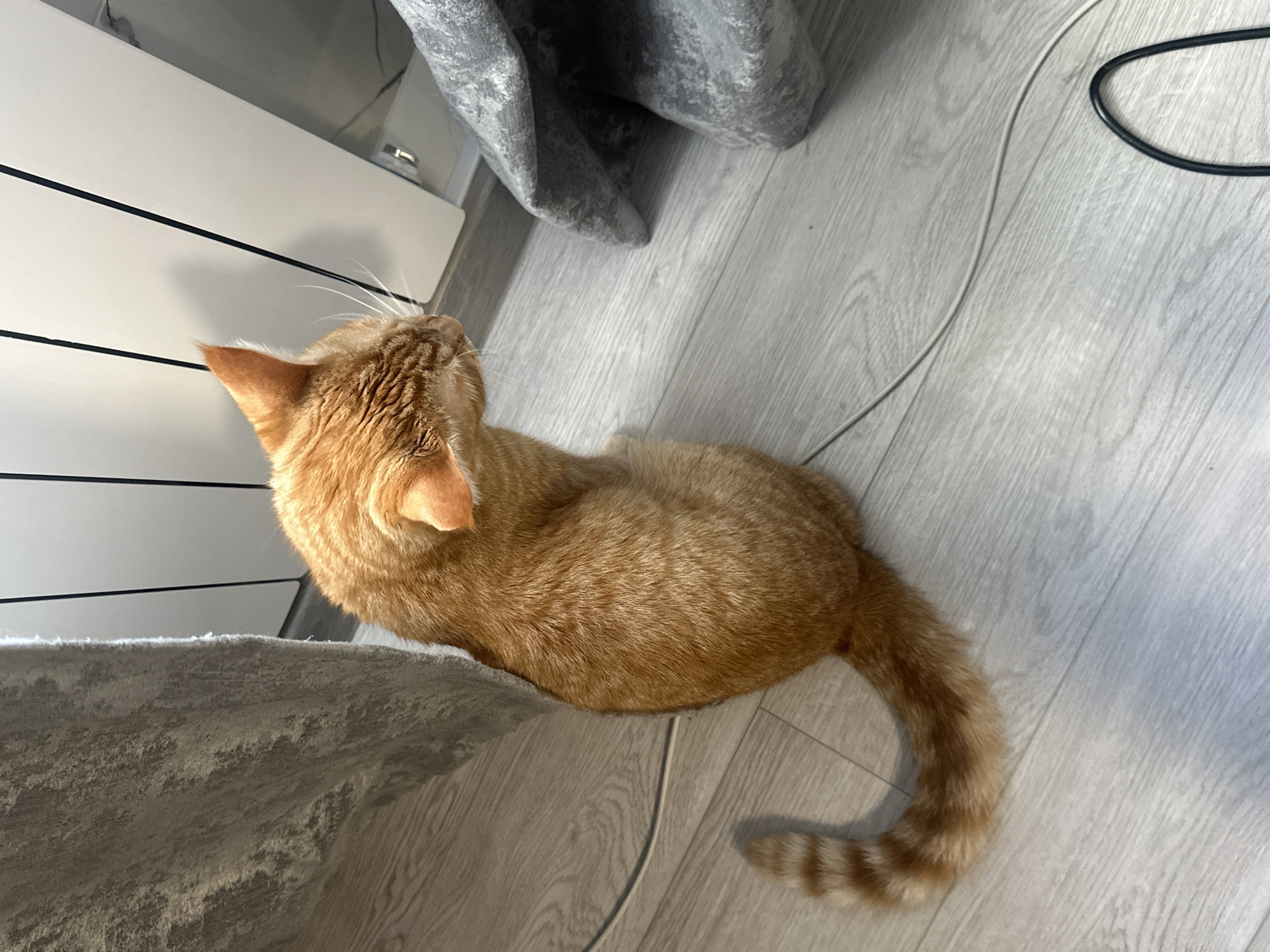 Orange tabby cat's indoor exploration and nap session