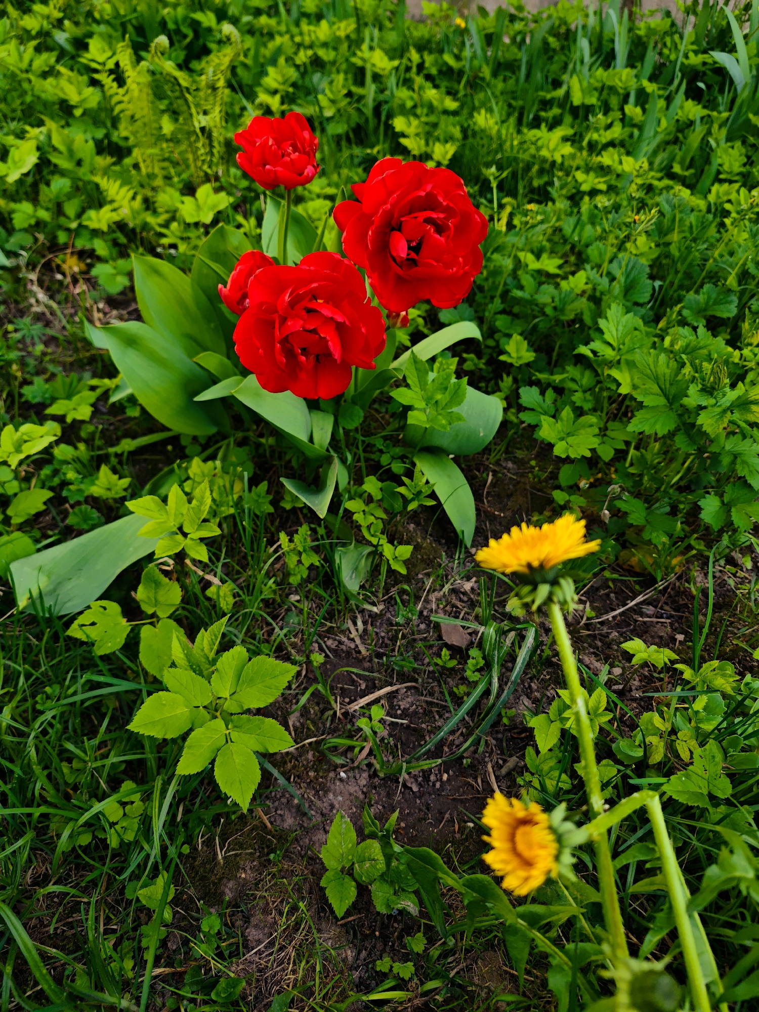 Spring garden and geometric art spotted in Russian village