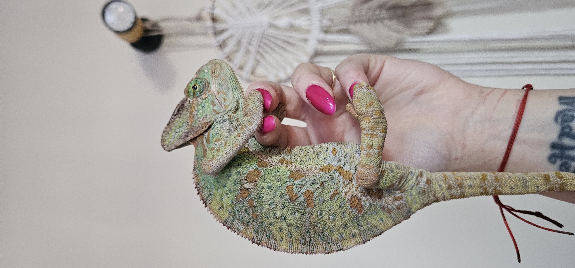 Reptile handling activities documented by witnesses in Moscow