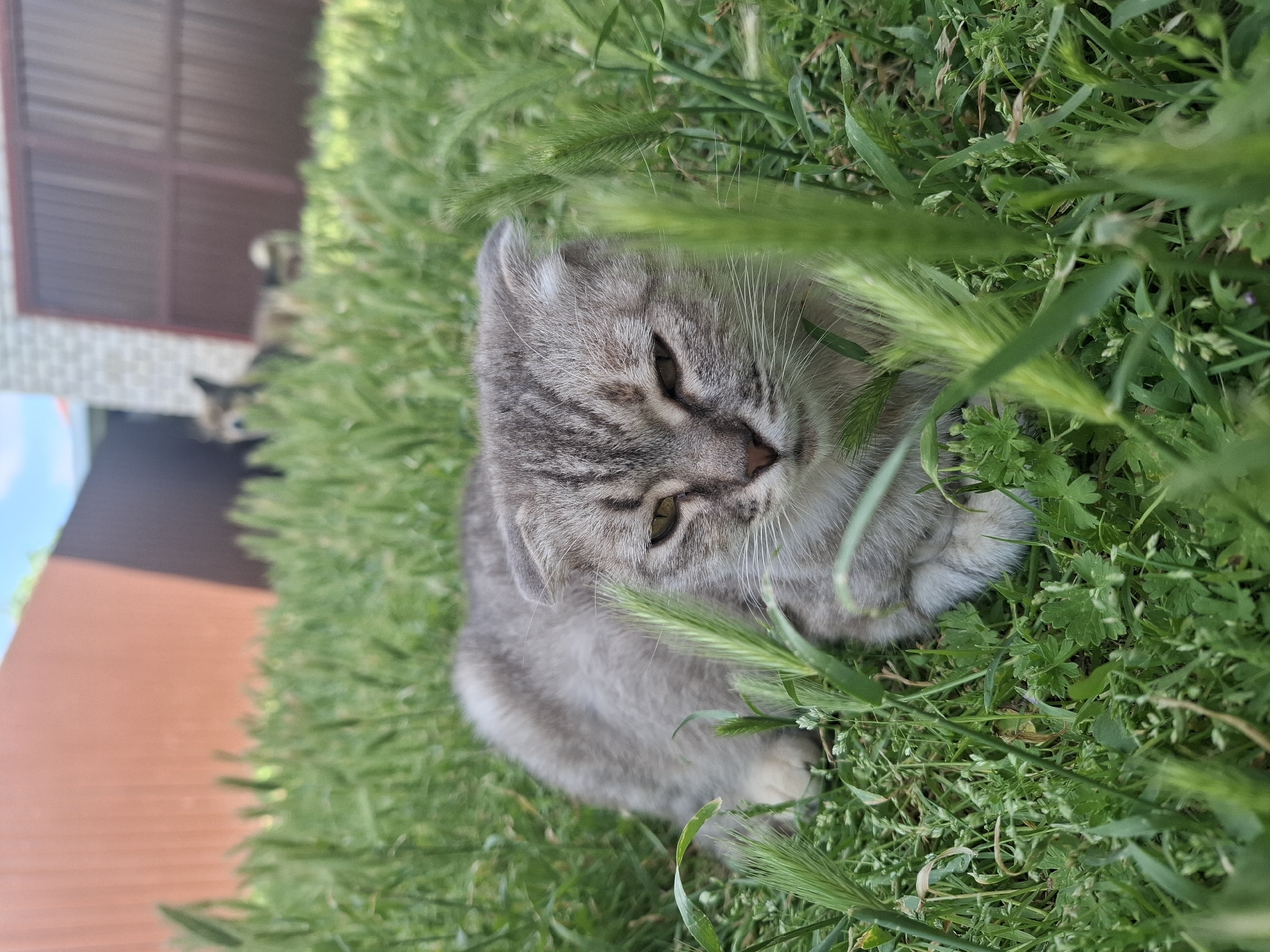 Backyard afternoon in Korenovsk: cats, flowers, and homemade art
