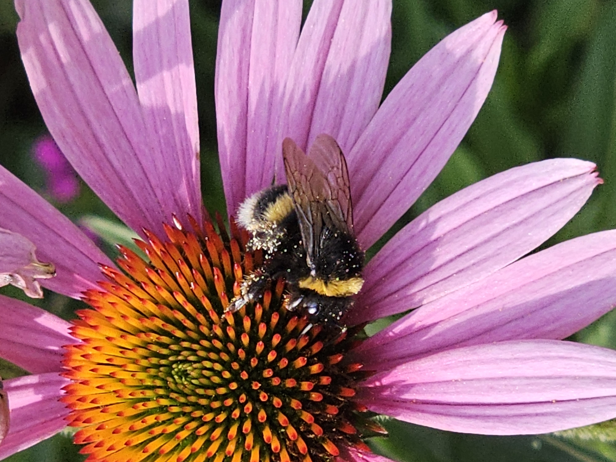 Summer afternoon in Khimki: flowers, bees, and parked cars
