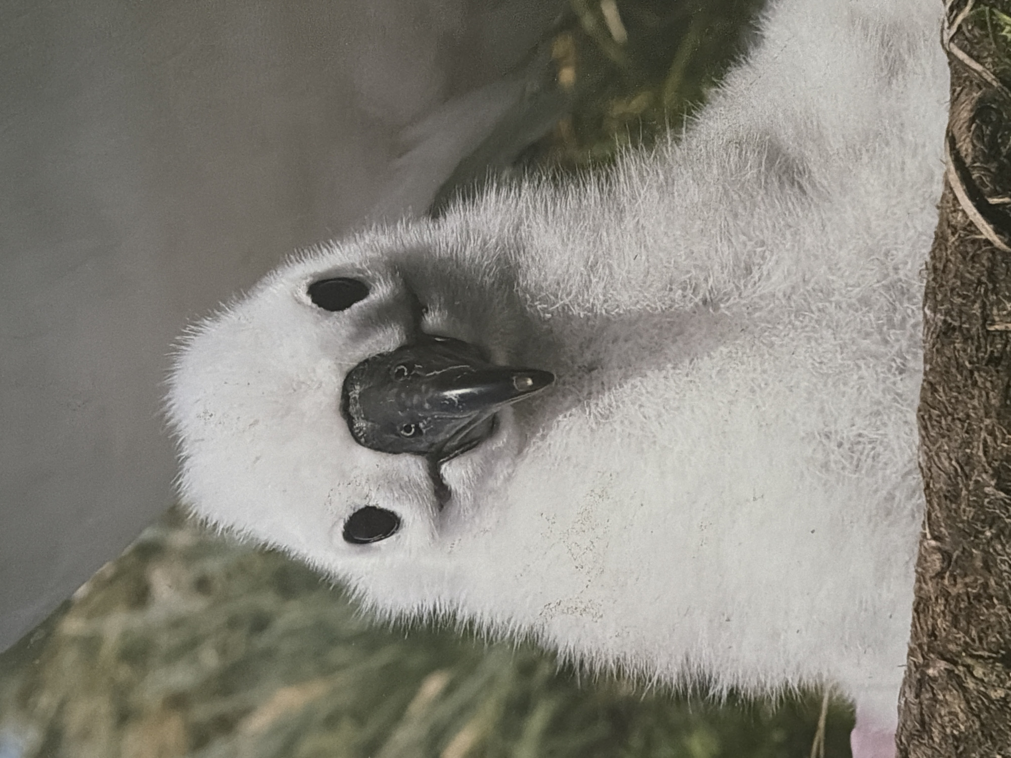 White albatross chick photographed in close-up portrait in Cape Town