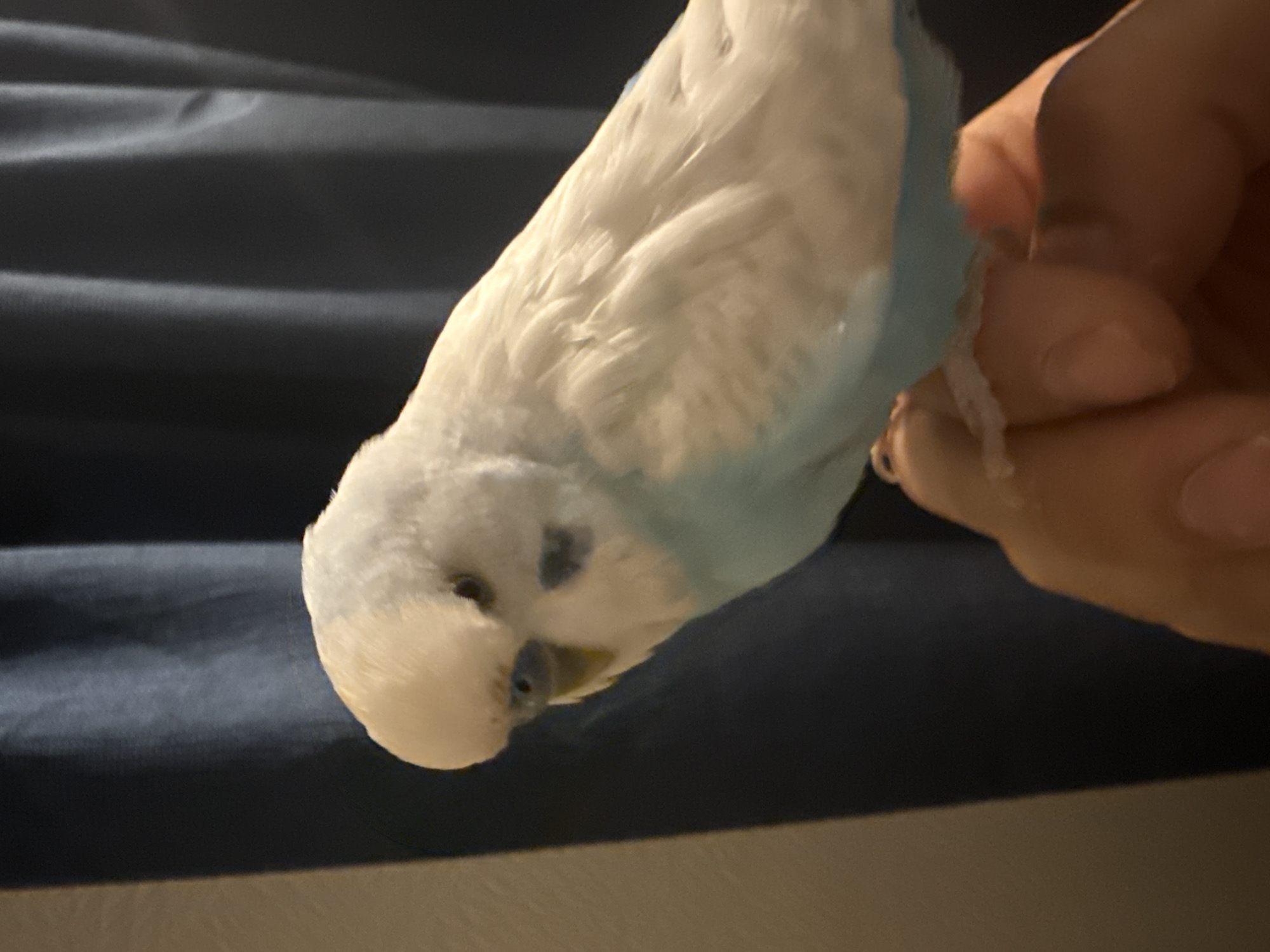 Budgie on a finger and a close-up daisy, soft details
