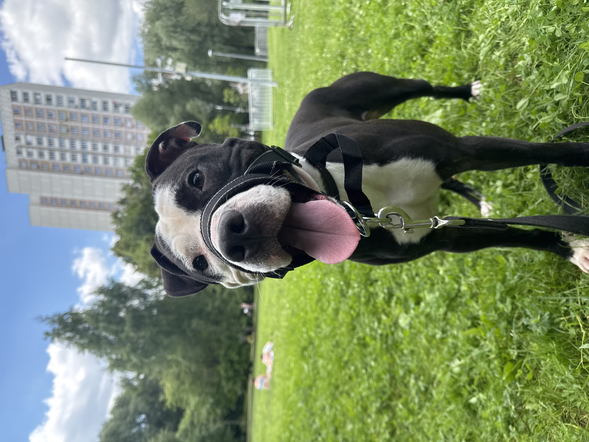Dog resting on grass in Moscow park, summer afternoon
