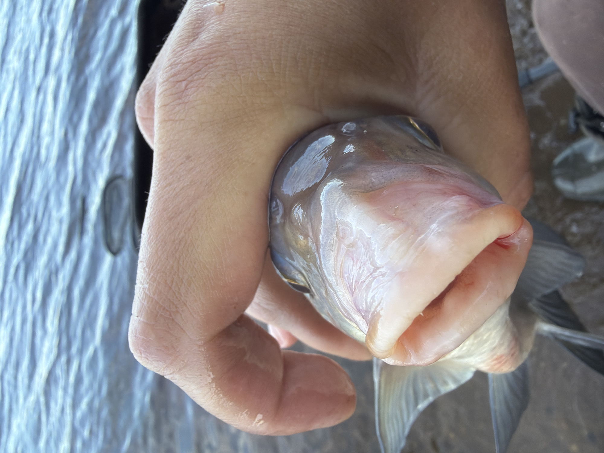 Early morning fish catch documented in Chaikovsky, Russia