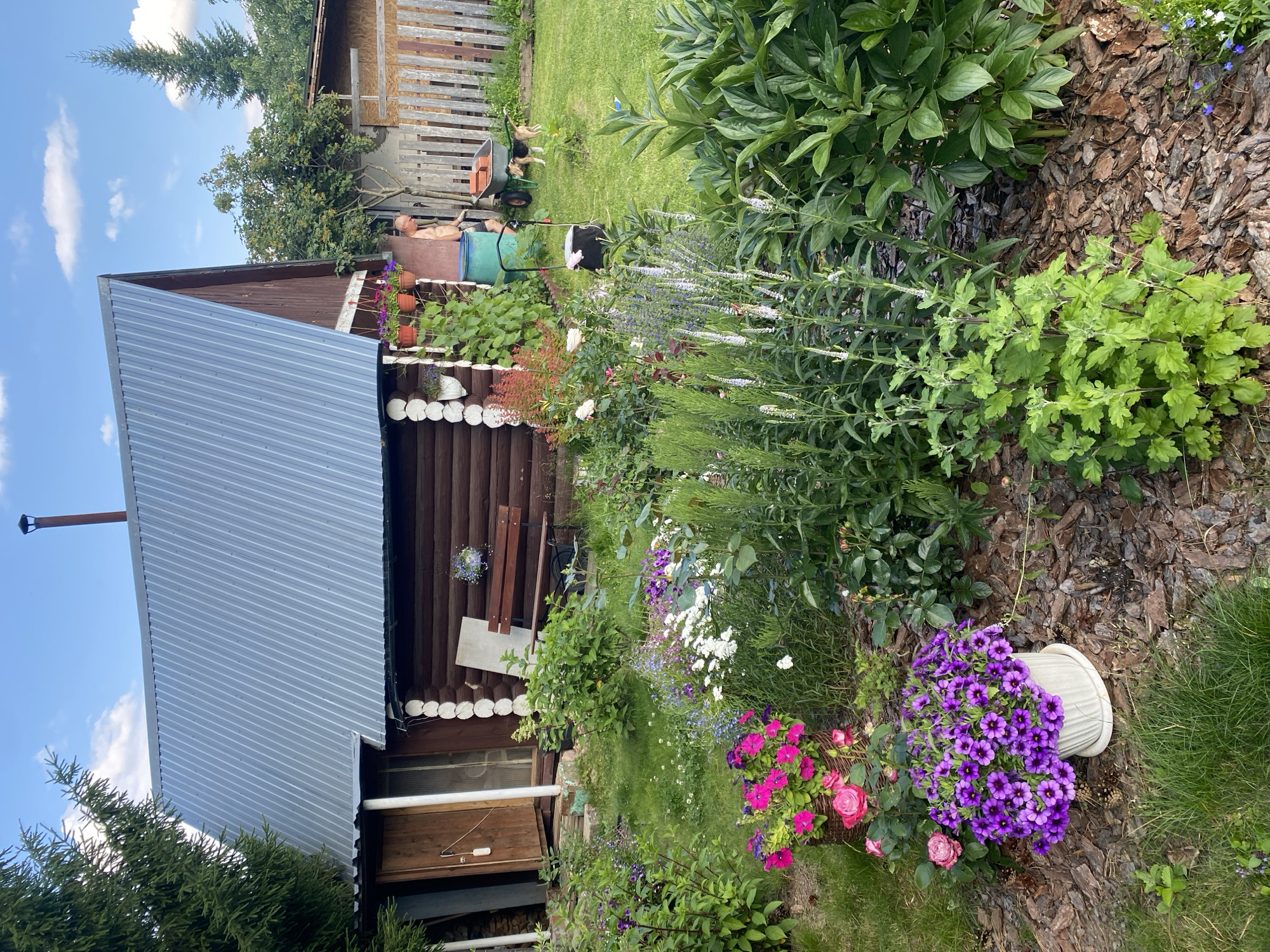 Summer afternoon at a Russian backyard dacha — grilling, a beagle, pinecones