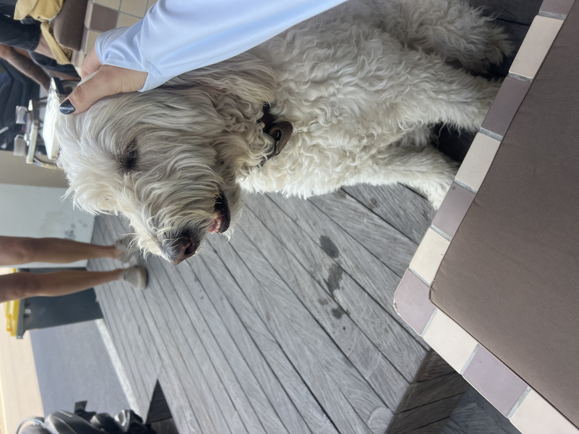 Lazy café morning in Mengwi with dogs, rice paddies, and surf shops