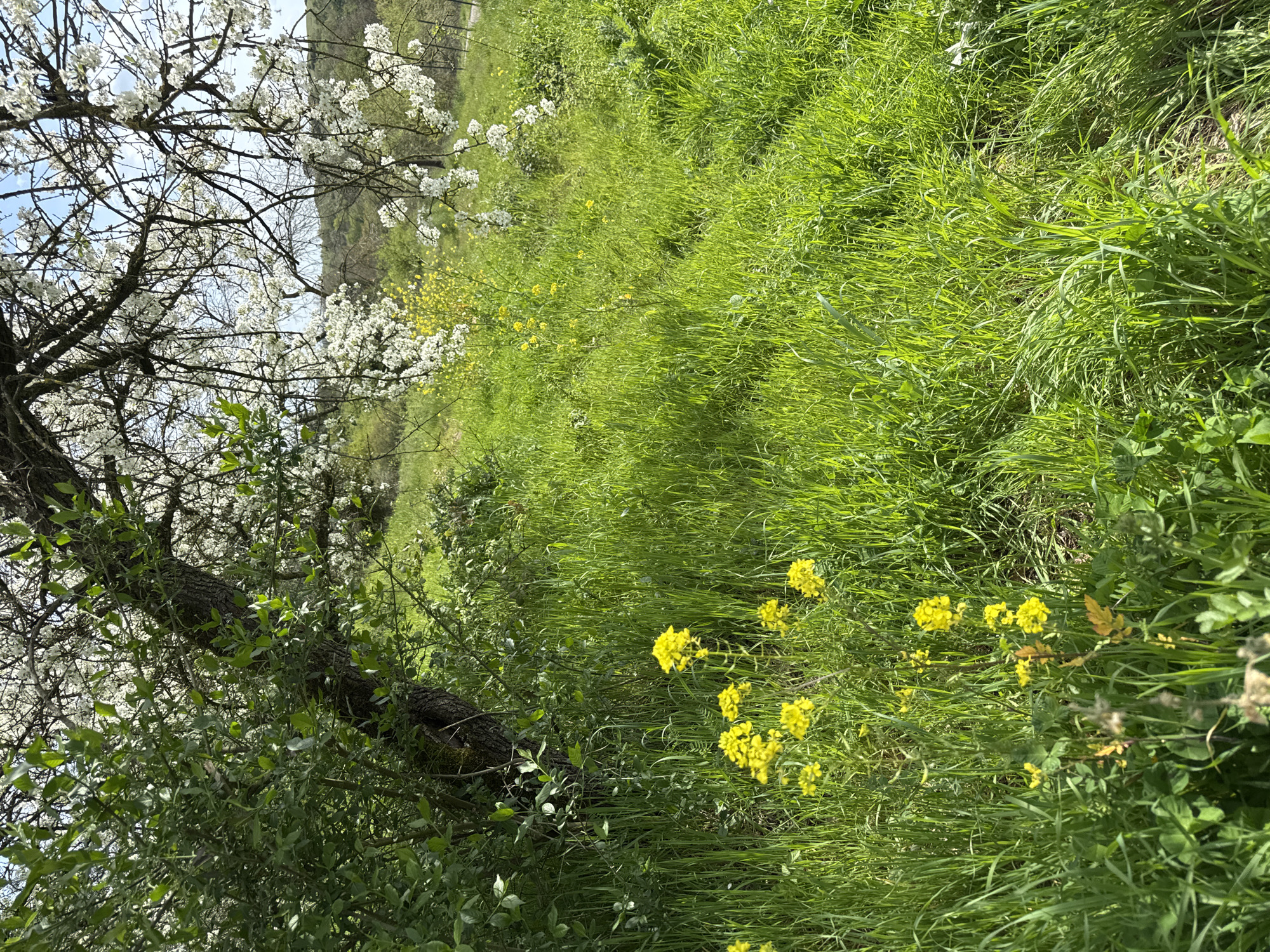 Spring blooms documented in Italian countryside near Rome