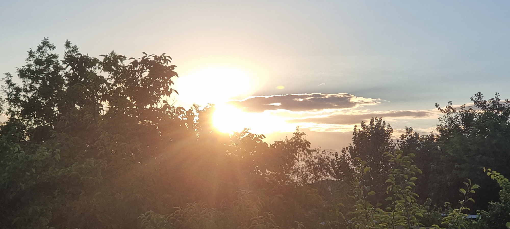 Golden sunset filtered through a dense treeline