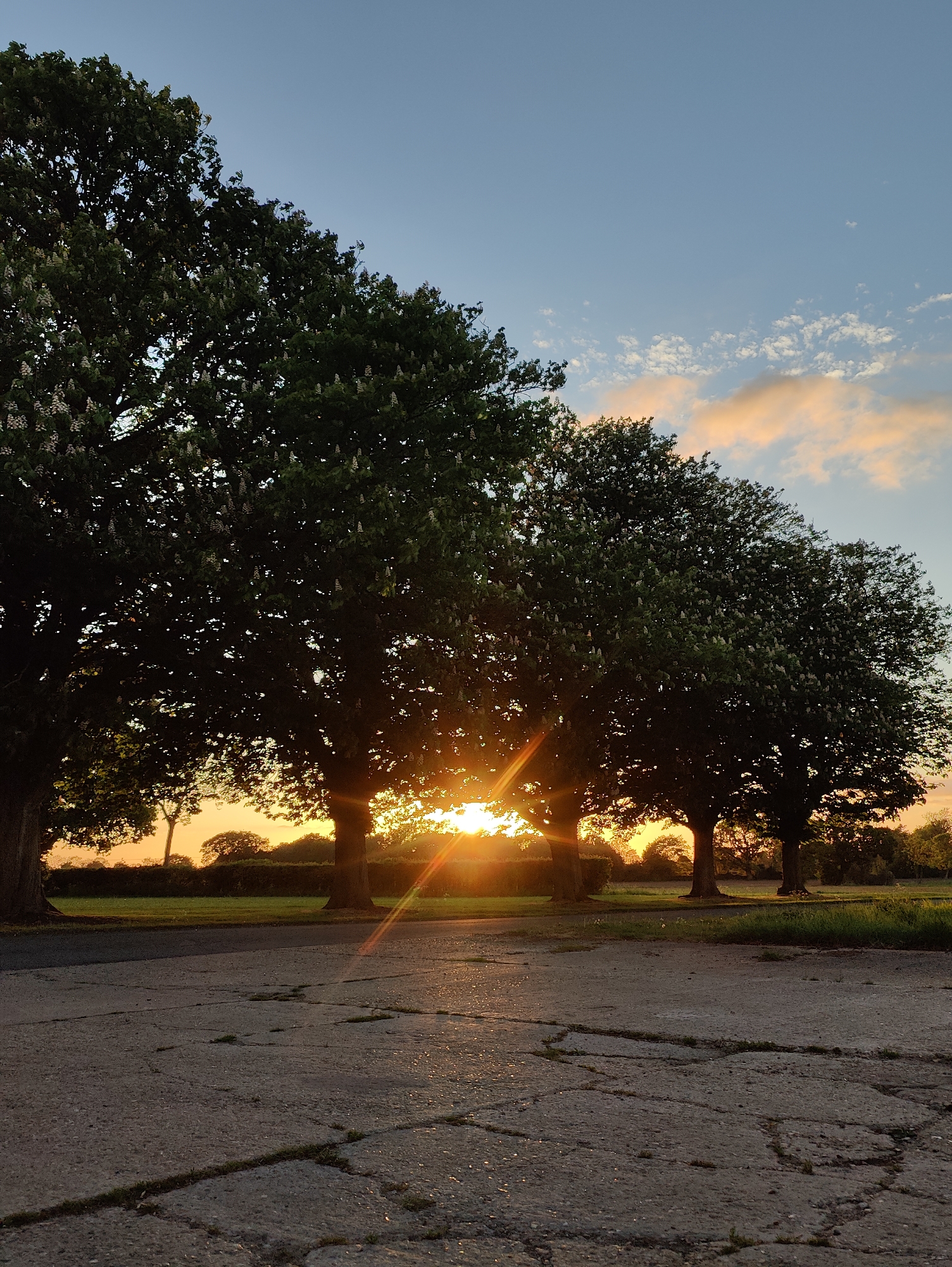 Sunset silhouettes four trees in Mid Suffolk park setting