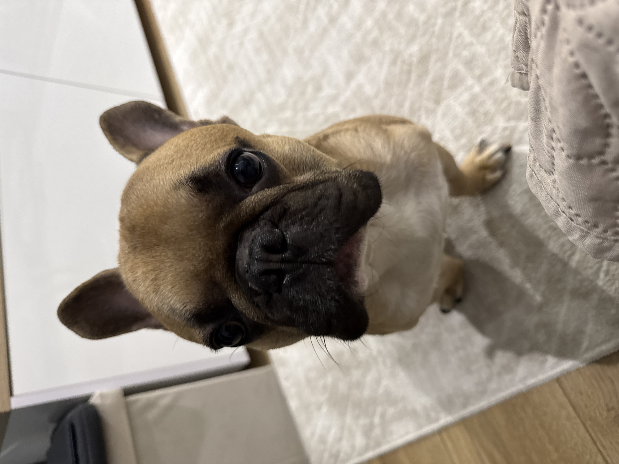 French Bulldog Photo Session Documented in Burgas Home