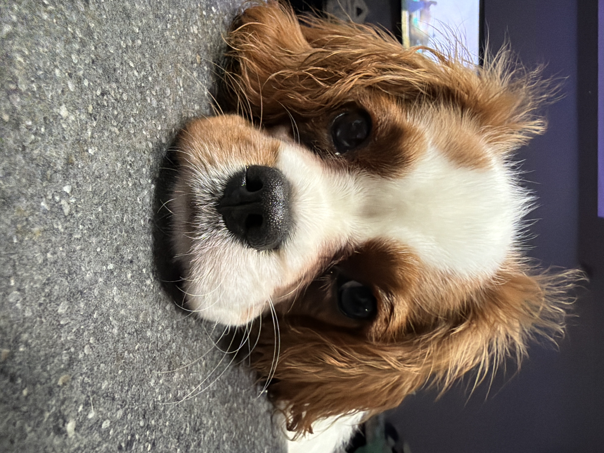 Close-up portrait session with a Cavalier King Charles Spaniel