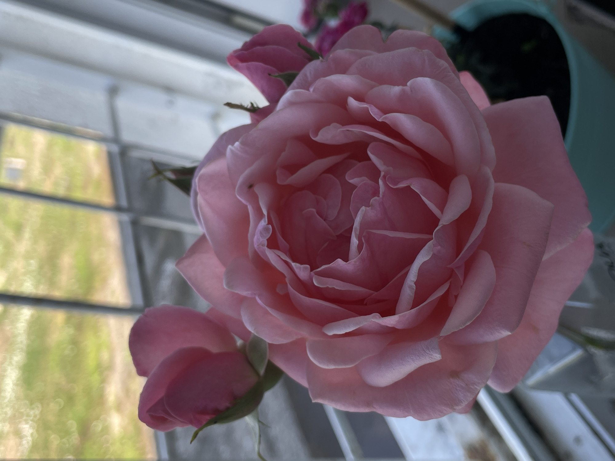 Roses, carnations, and cigarettes on a slow Timișoara morning