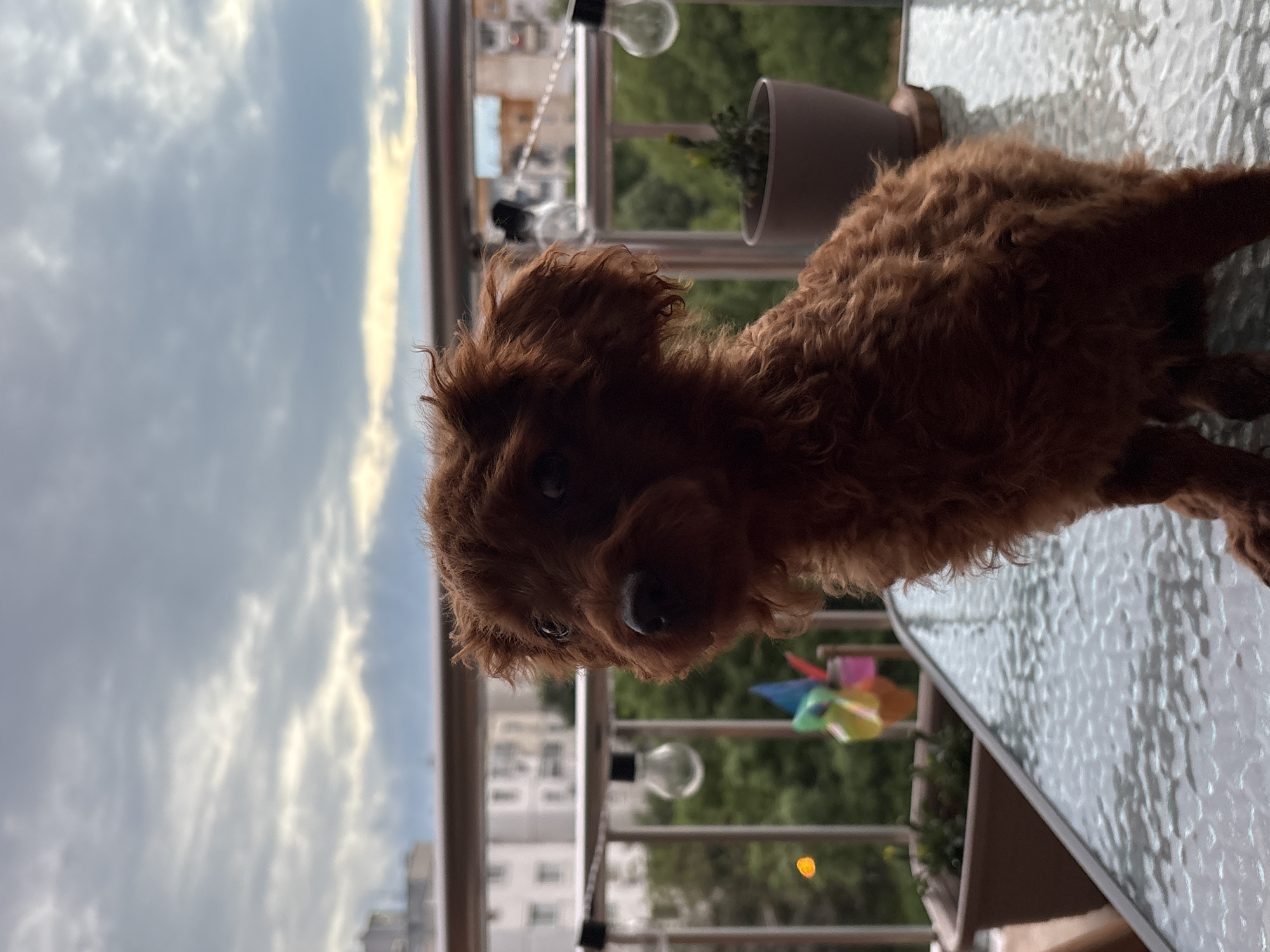 Poodle poses on balcony table during photo session in Plovdiv