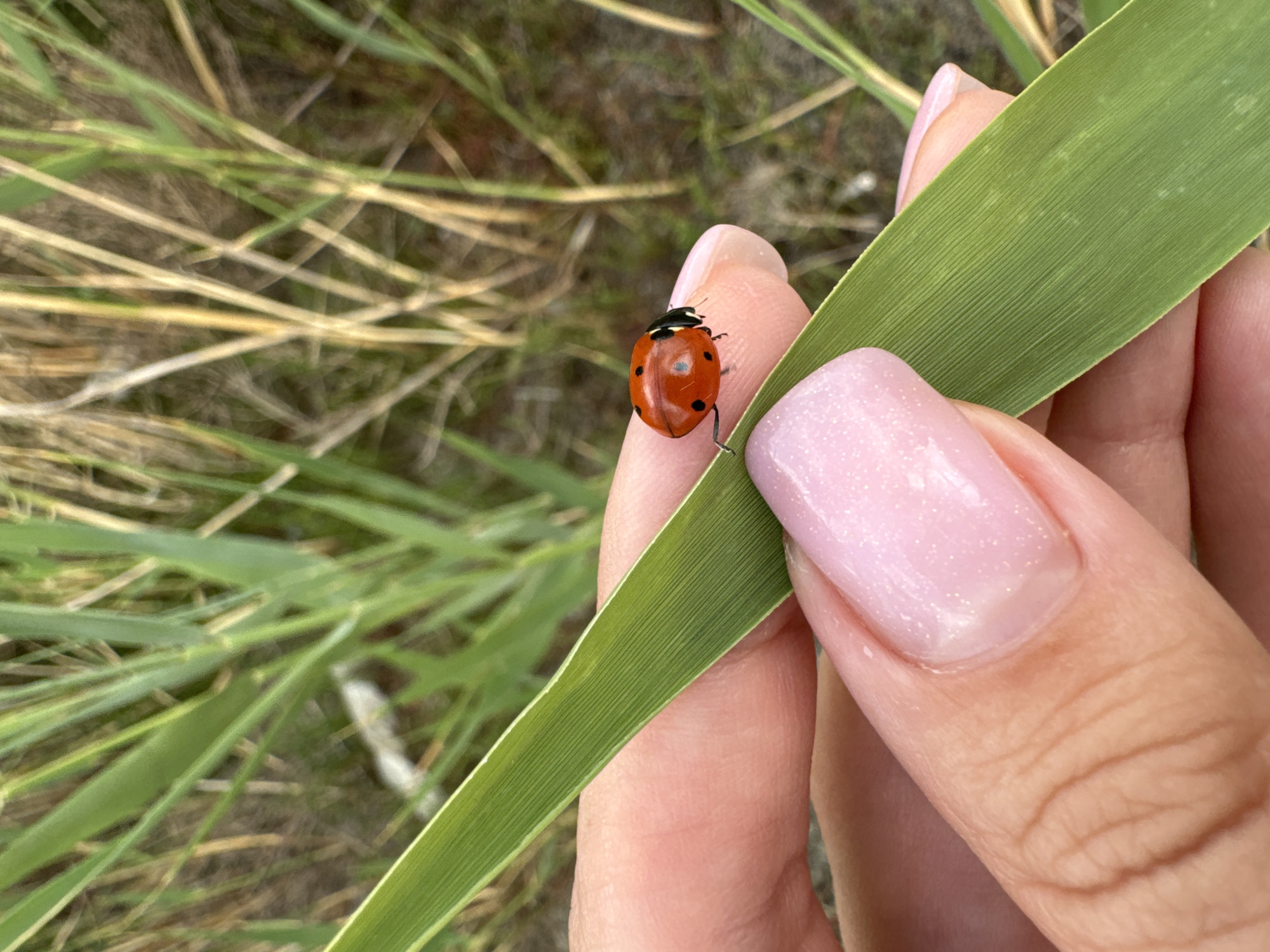 Ladybug on a blade of grass, Odesa