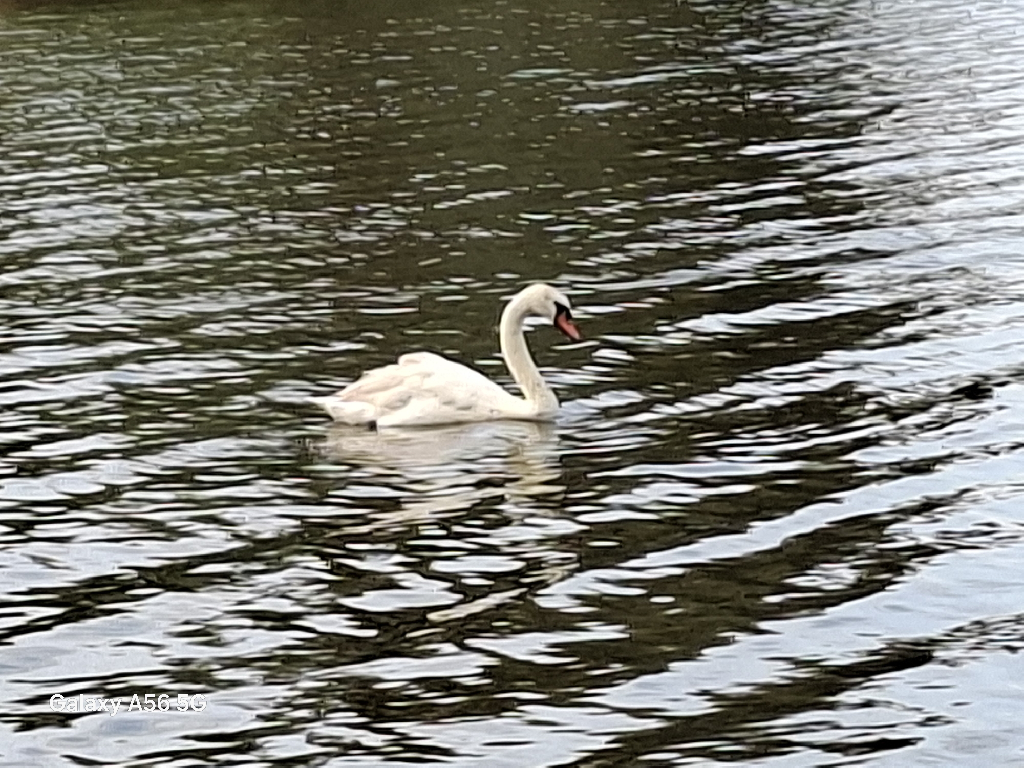White swan moves through dark, light-streaked water