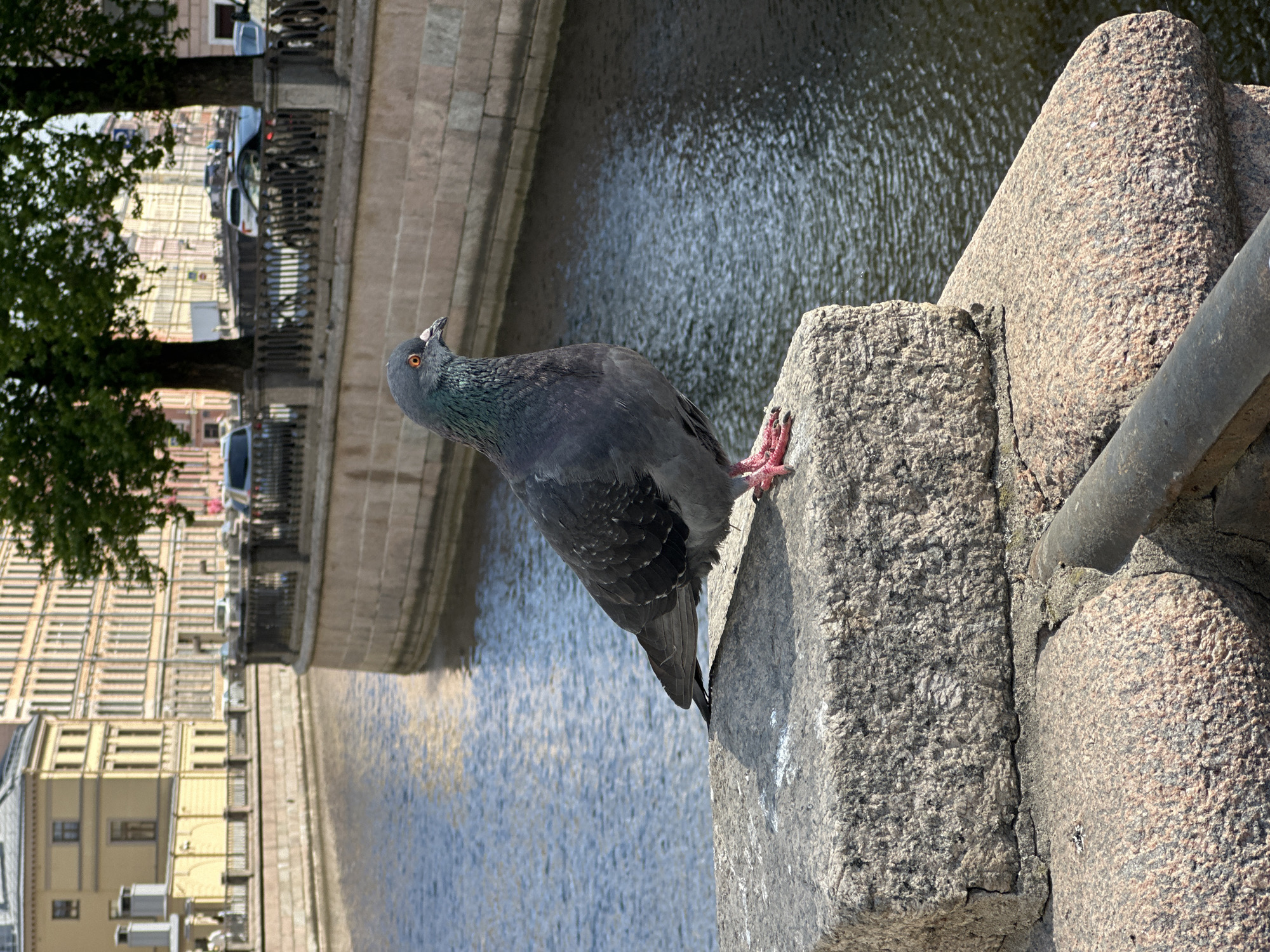 Morning glimpses of Saint Petersburg street life captured