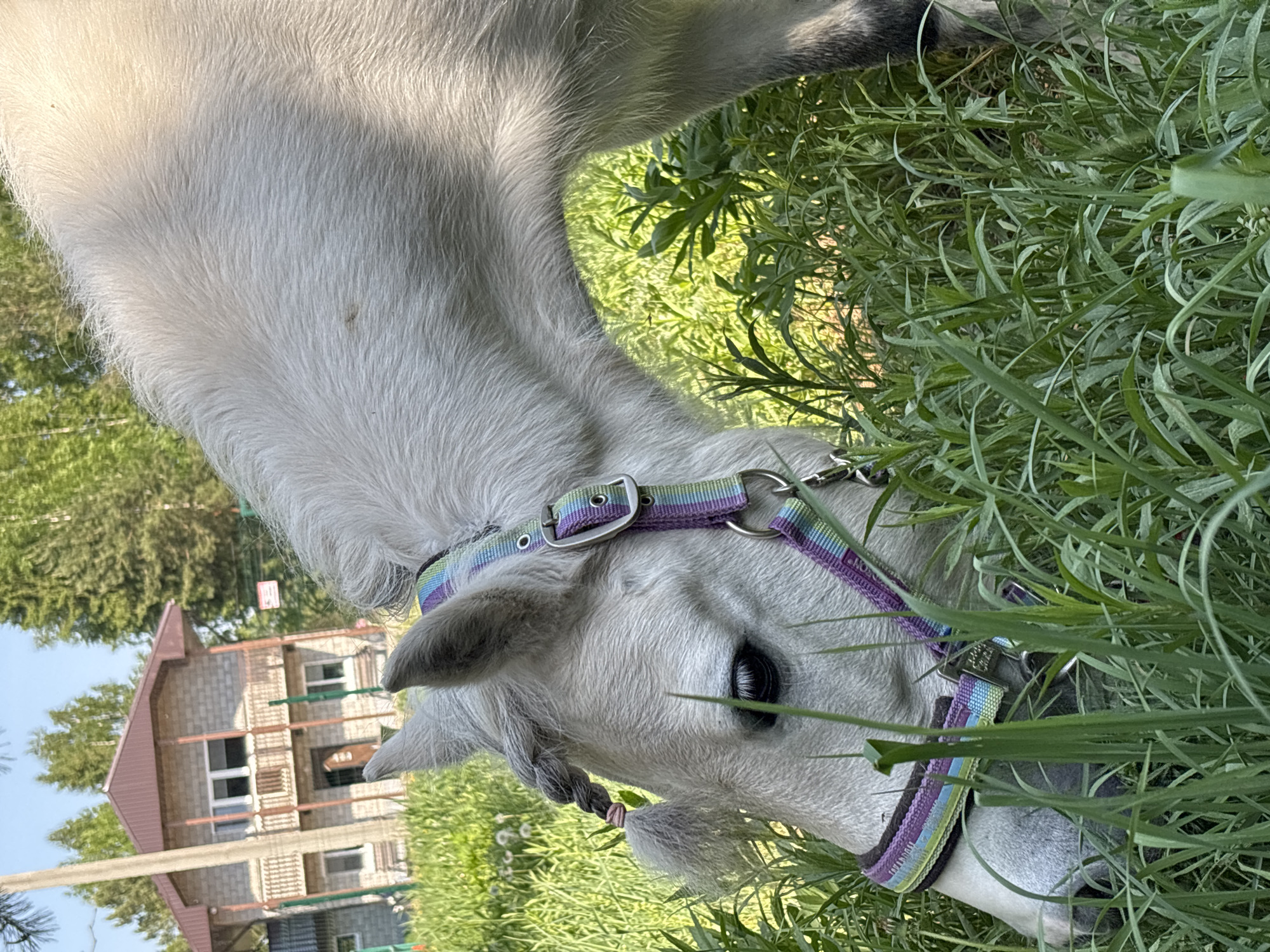 Morning horse riding activities captured in Русский Вожой, Russia