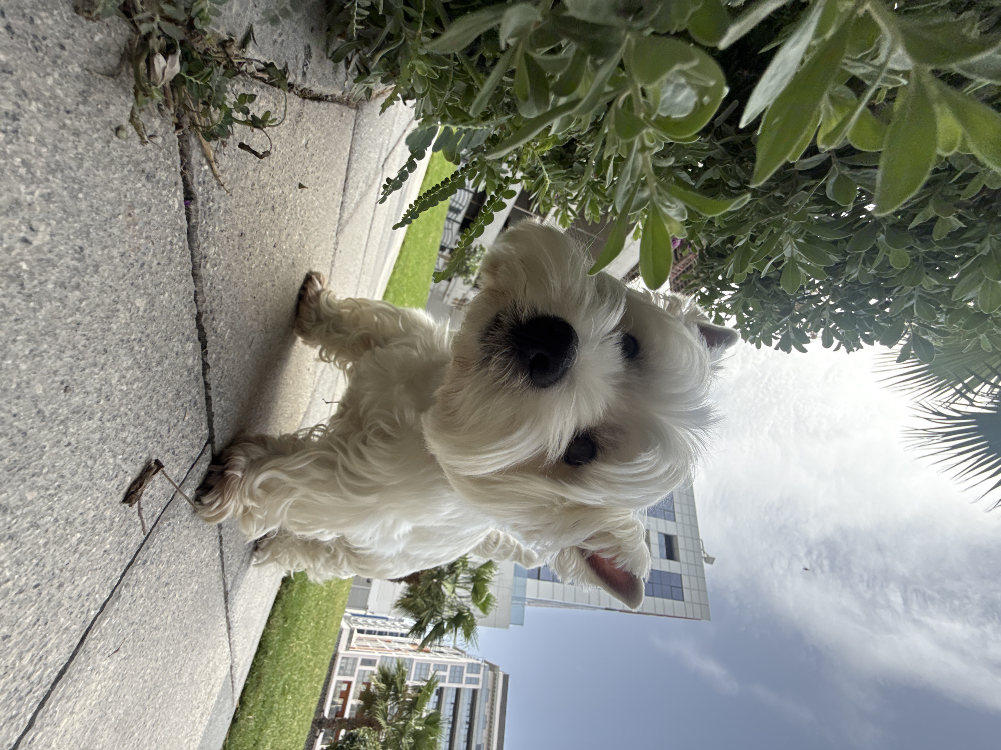 Small dog spotted on Dubai sidewalk during morning hours