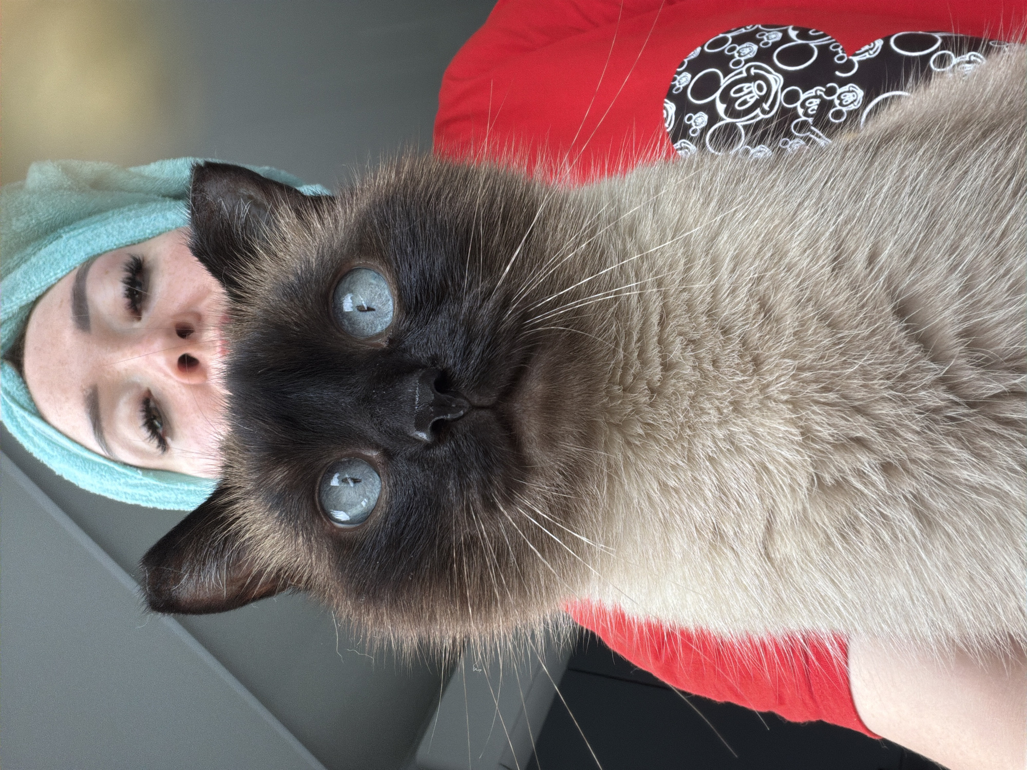 Lazy morning in at home with a Siamese cat