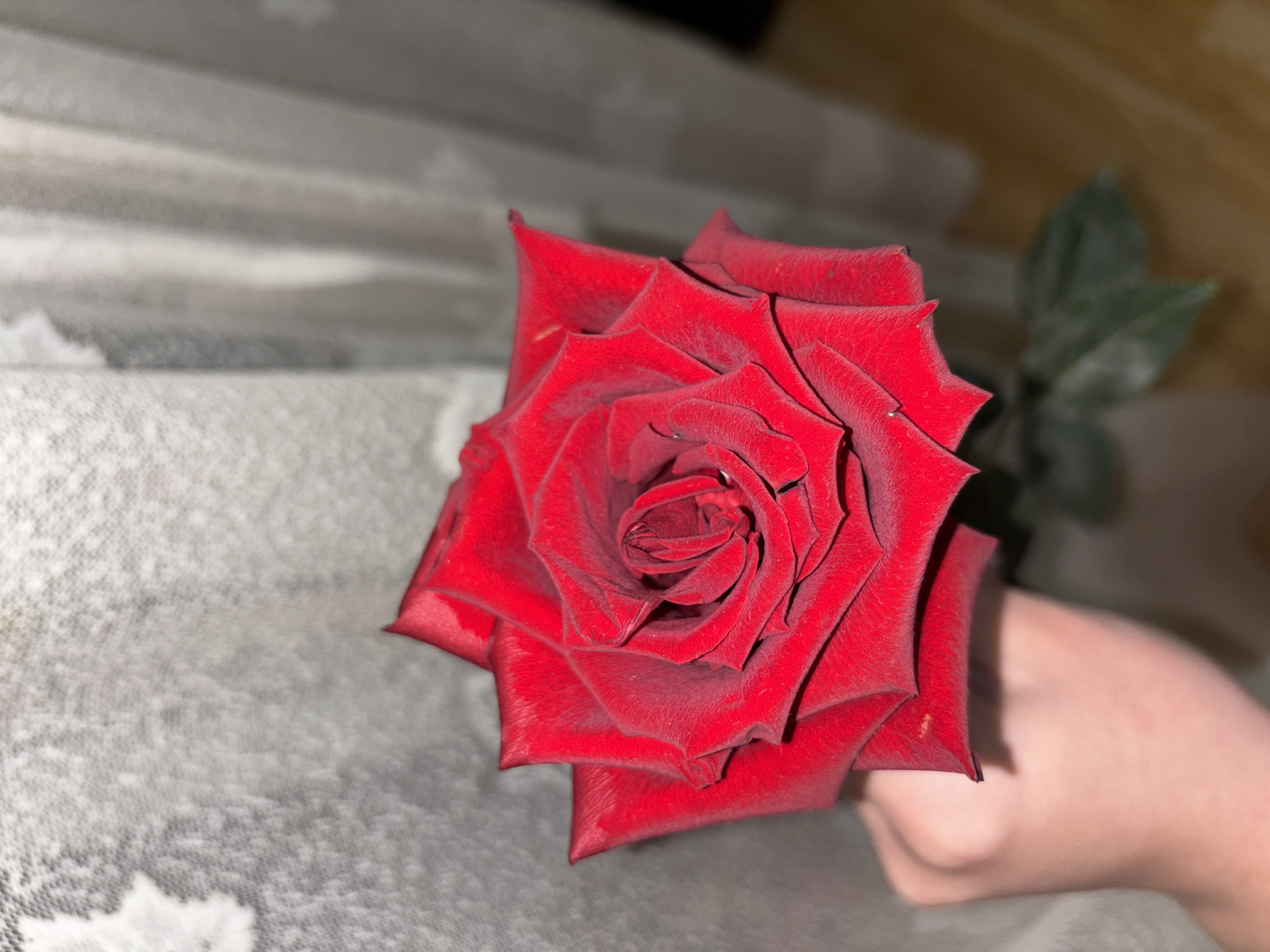 Red and white roses photographed in Plovdiv evening