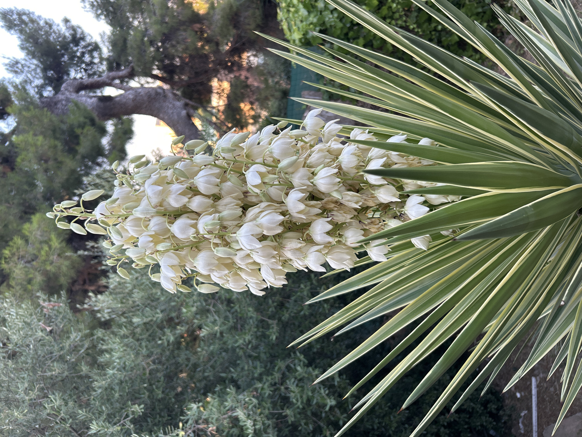 Barcelona hillside street at dawn, yucca plants and urban detail