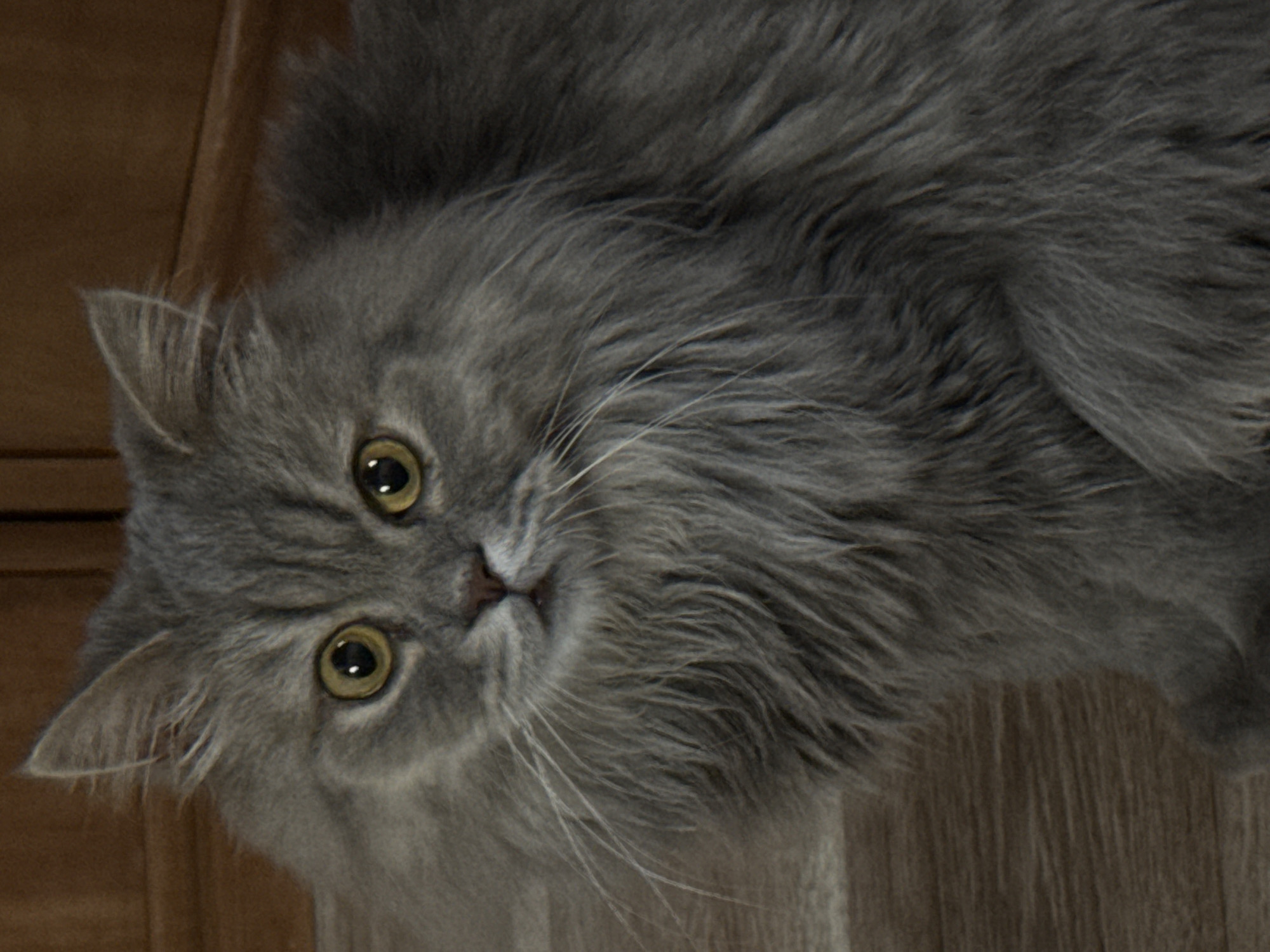 Cat and chips: a low-key evening in Zhovte