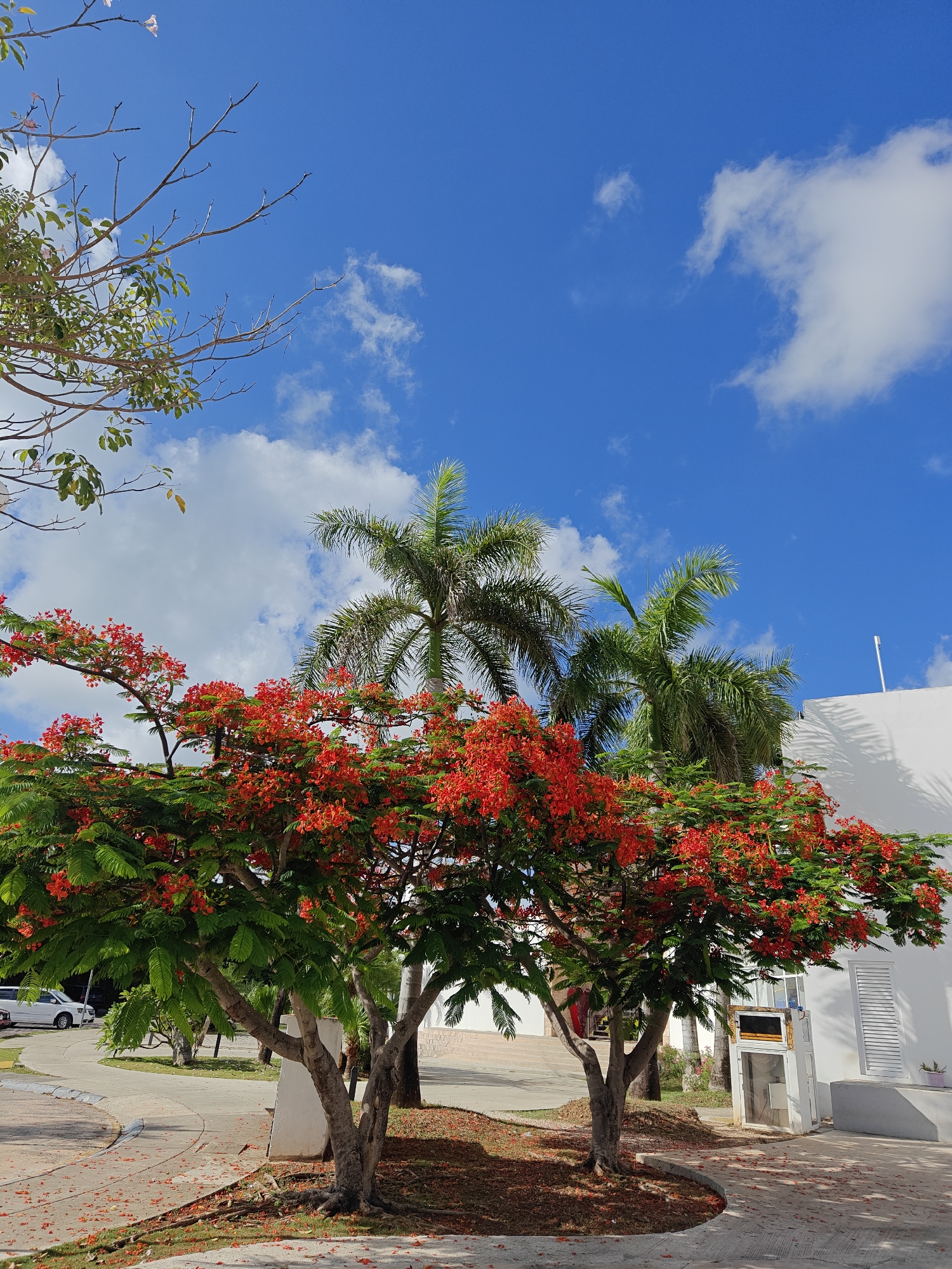 Flame trees and palms in bloom on a sunny Cancún afternoon