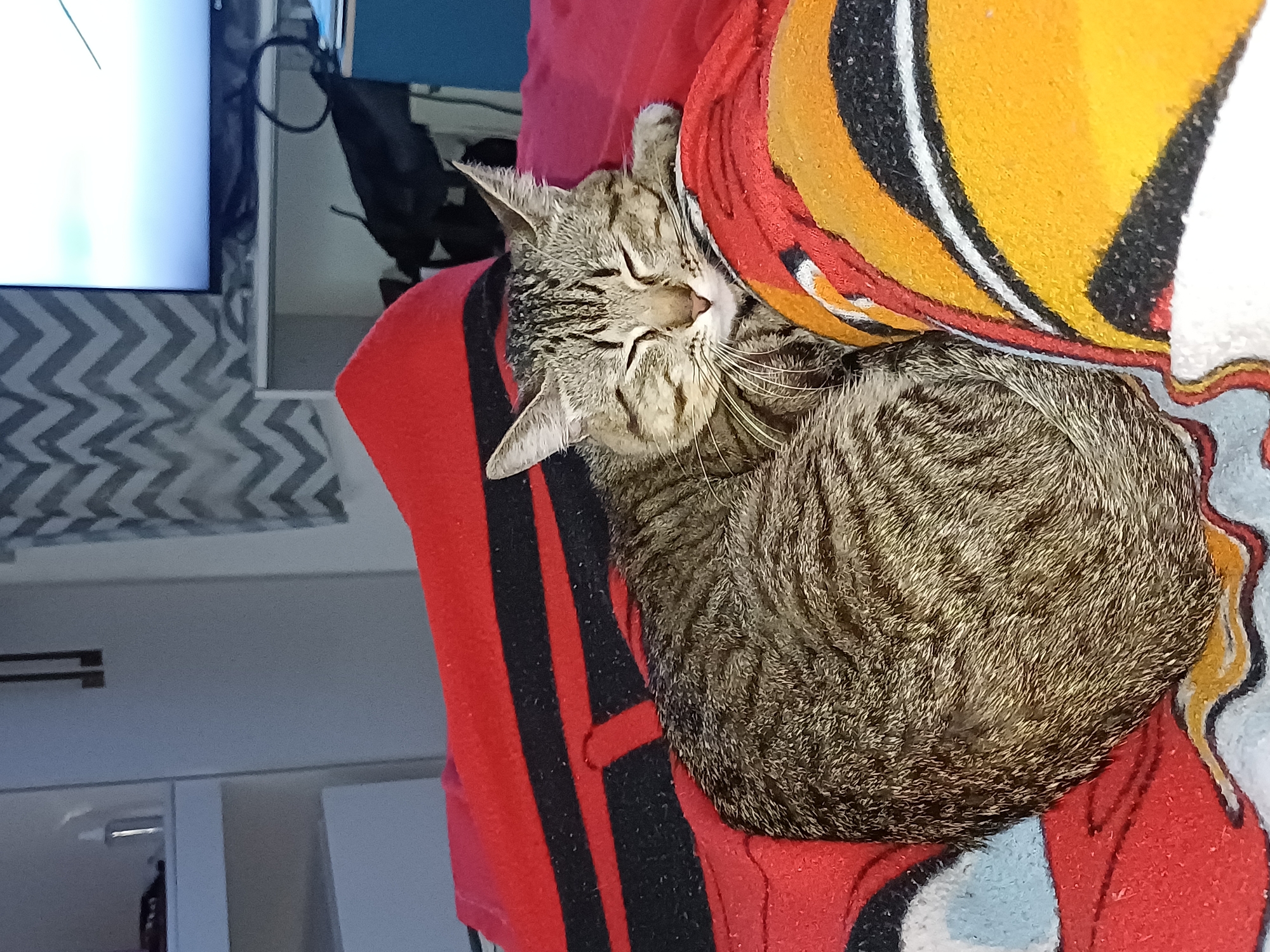 Tabby cat sleeps on red blanket with patterned pillow