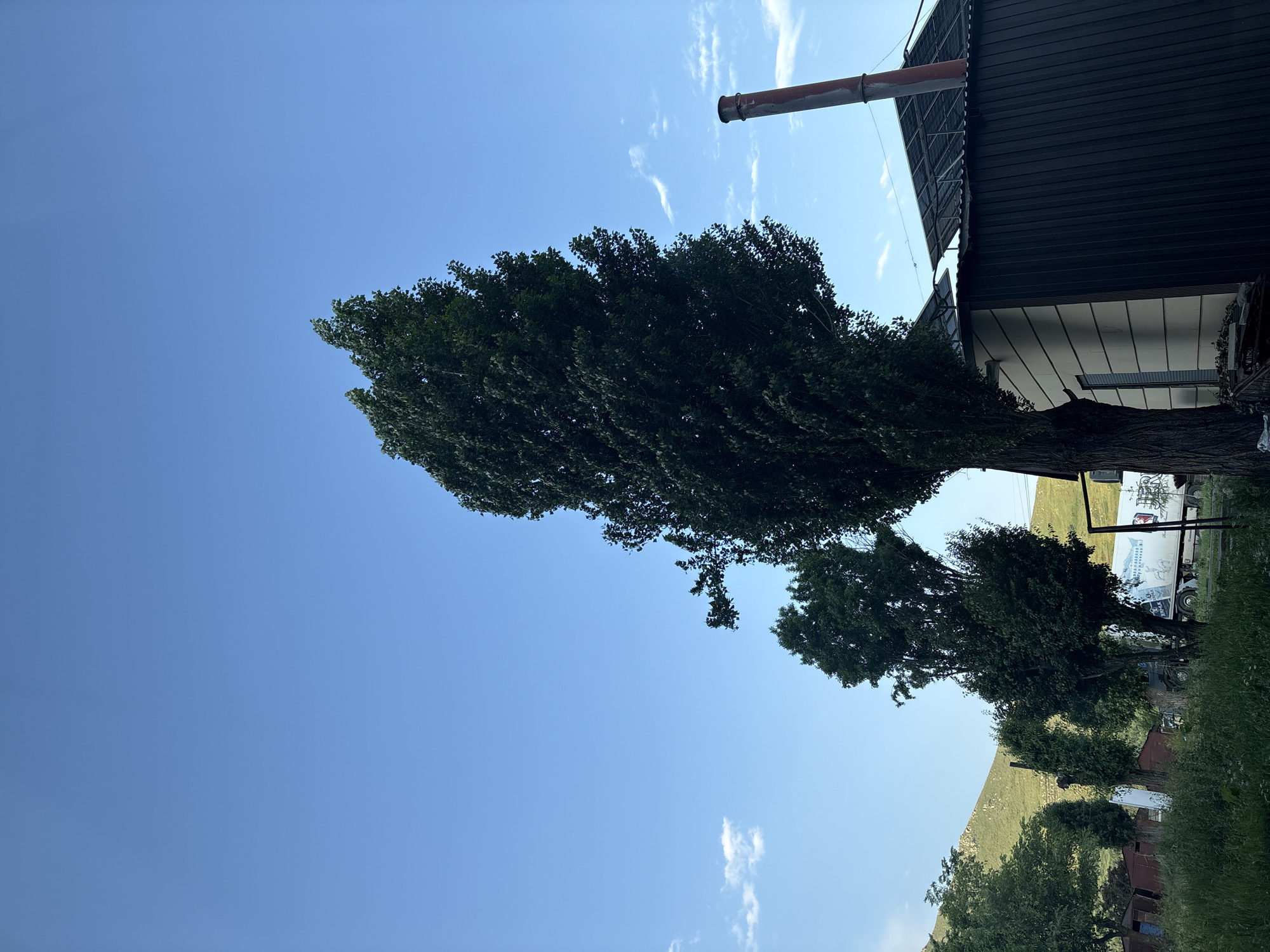 Rural road scene with a tree, building, and figure on the sidewalk